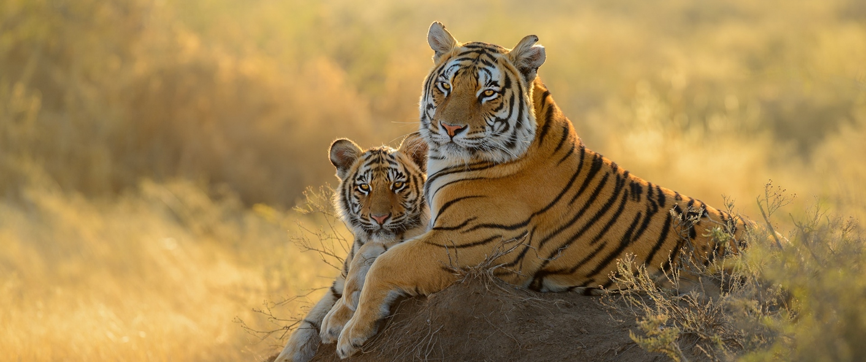 3440x1440 Resolution Tiger Hd Cub 3440x1440 Resolution Wallpaper