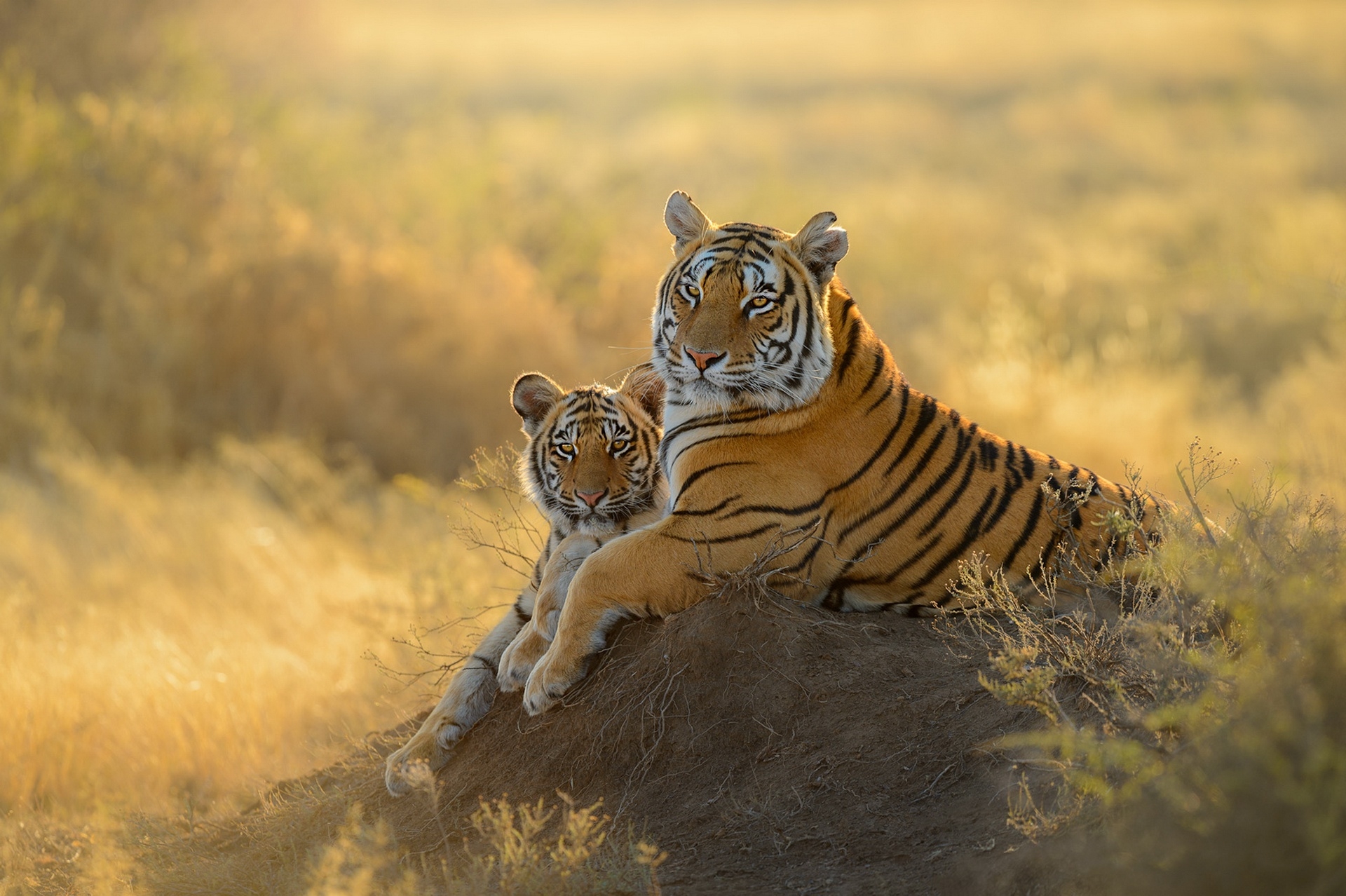 3840x21602021 Tiger HD Cub 3840x21602021 Resolution Wallpaper, HD