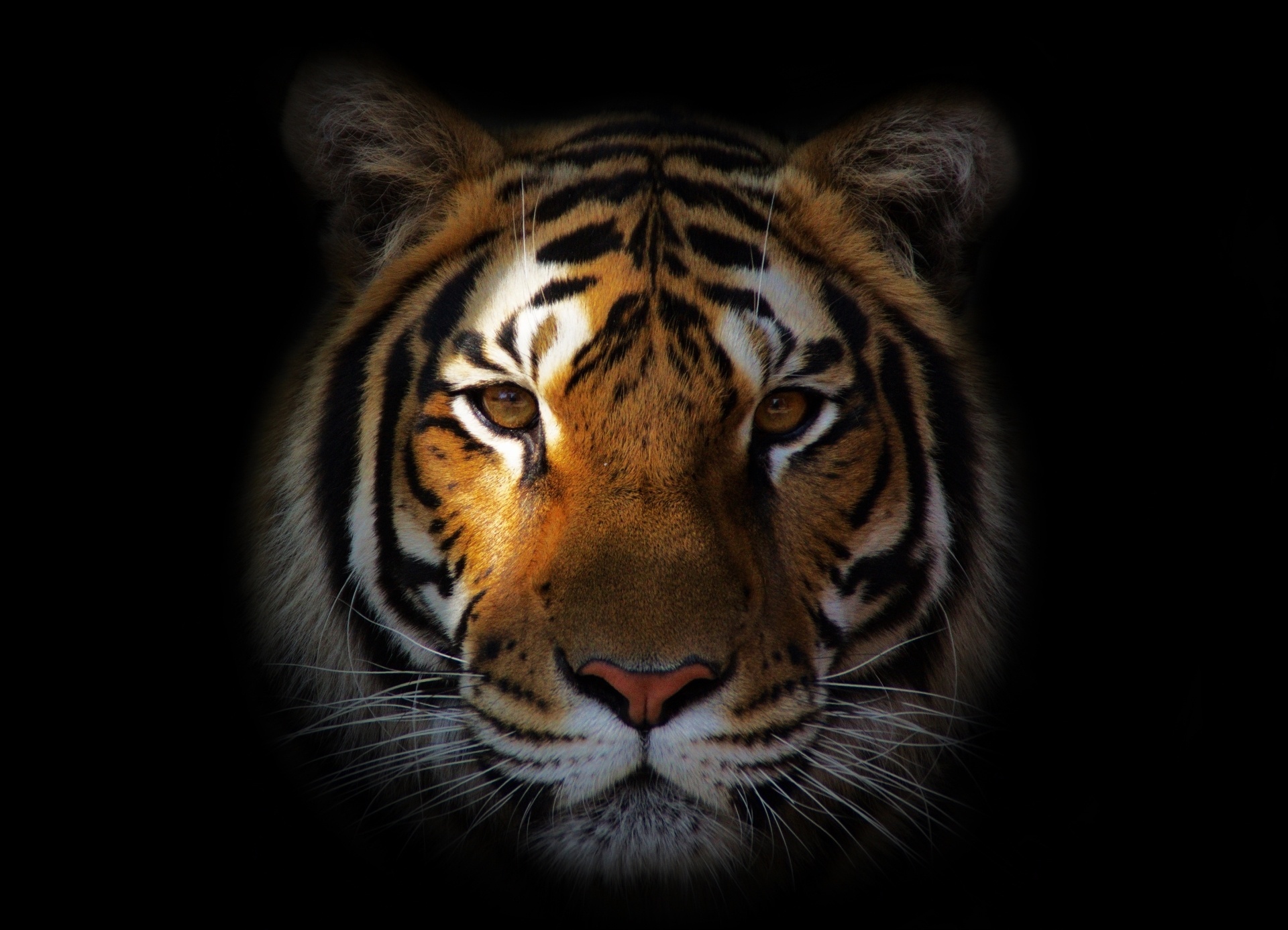 Wow 24 Wallpaper  Android Harimau  Rona Wallpaper 