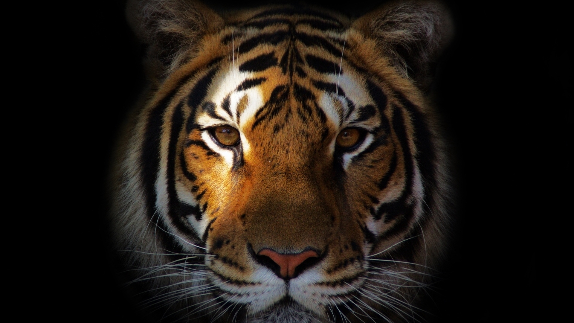 1920x1080 tiger, predator, snout 1080P Laptop Full HD Wallpaper, HD Animals  4K Wallpapers, Images, Photos and Background - Wallpapers Den