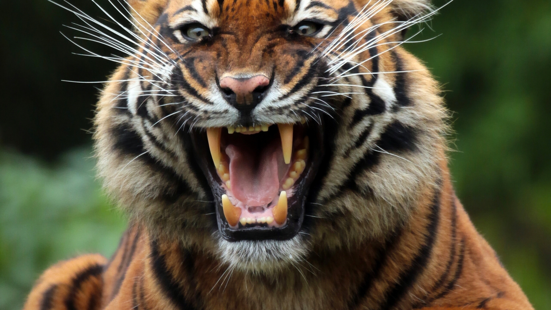 1920x1080 tiger, wild cat, predator 1080P Laptop Full HD Wallpaper, HD
