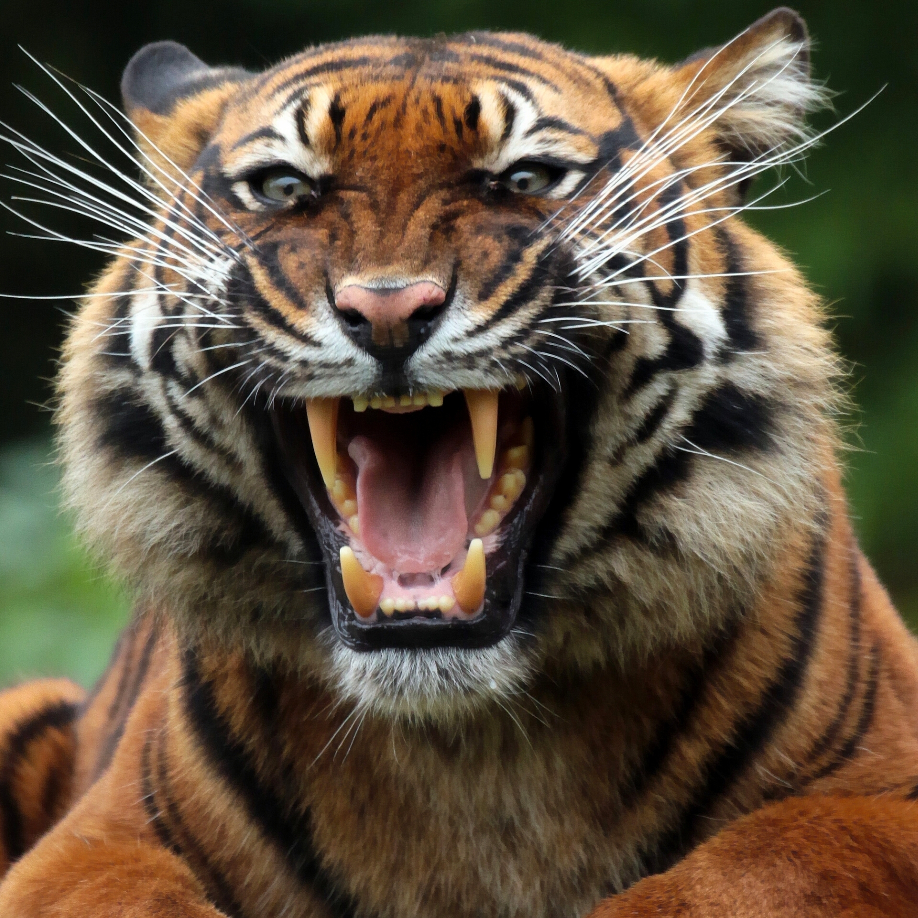 Predator animals. Хищные животные тигр оскал. Хищник тигр оскал. Оскал тигра тигра. Уссурийский тигр.