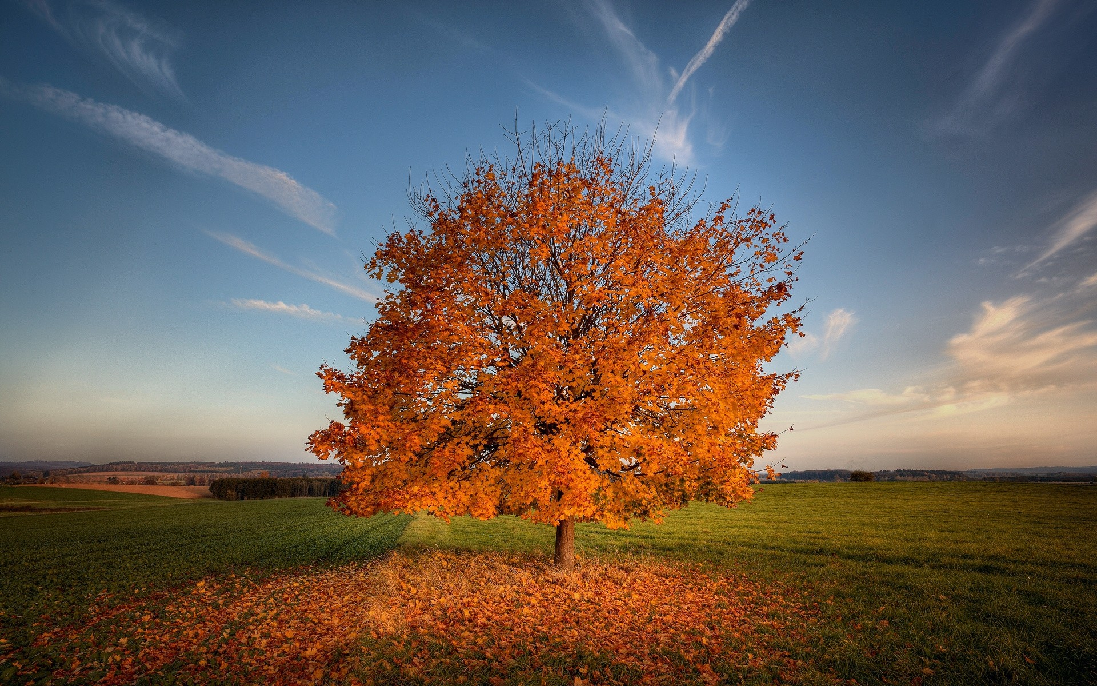 Картинки деревьев осенью. Клен дерево. Осеннее дерево. Осень деревья. Деревья осенью.