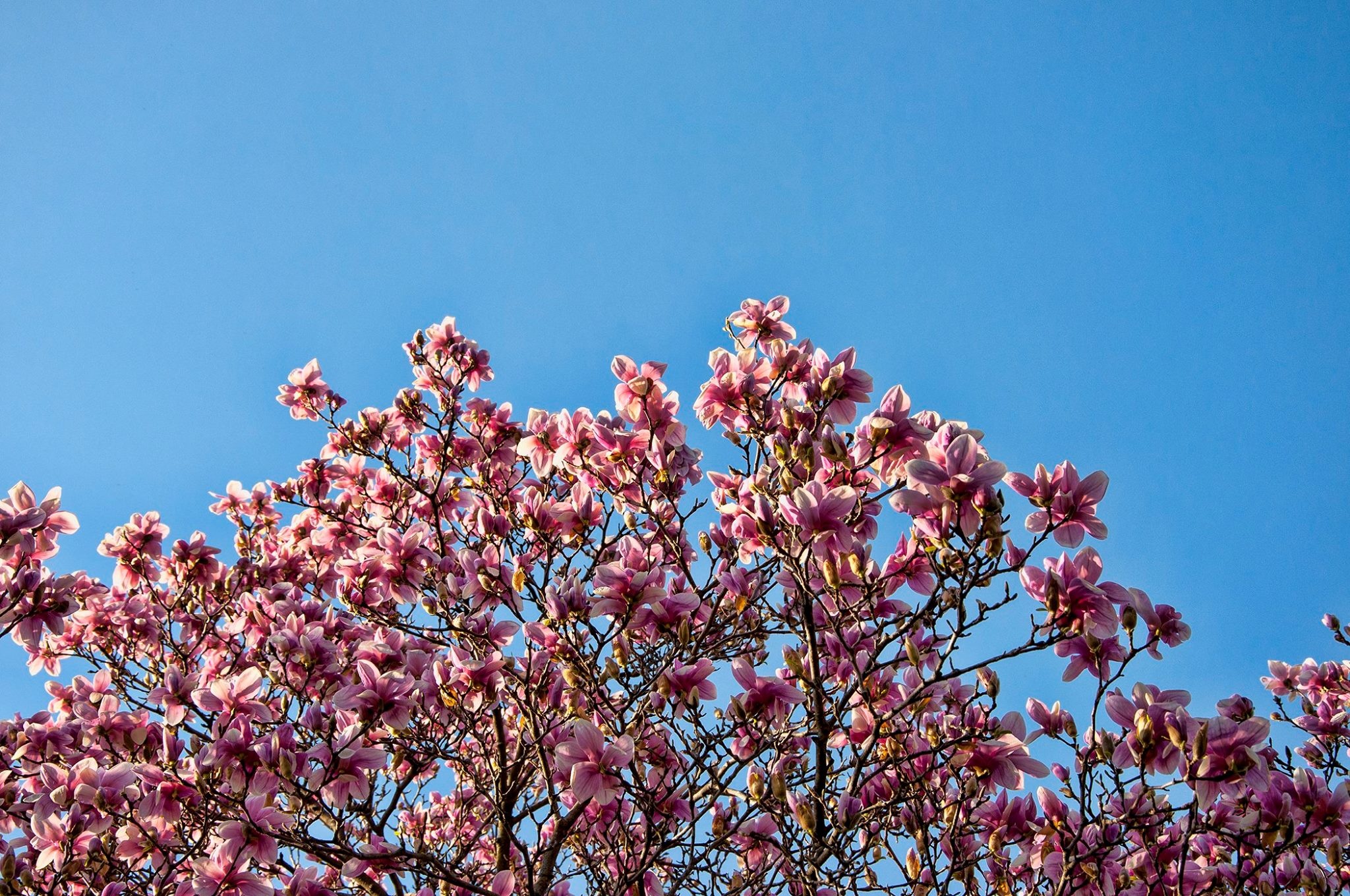 tree, flowers, blooming Wallpaper, HD Nature 4K Wallpapers, Images