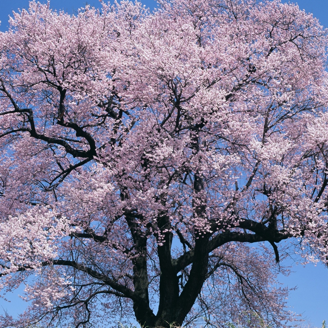 1080x1080 Resolution Tree Flowers Sky 1080x1080 Resolution Wallpaper Wallpapers Den 