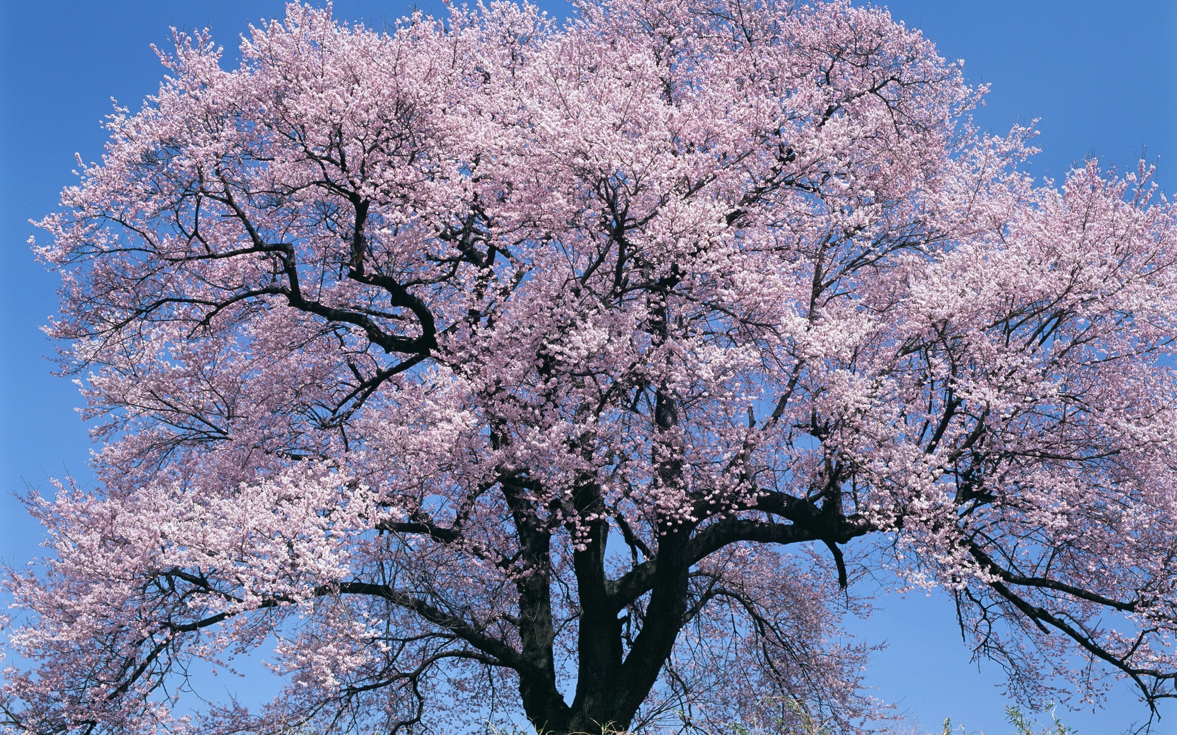 Сакура 6. Сакура дарахт. Цветок жакаранда. Цветение абрикосового дерева в Японии. Японский абрикос цветение.