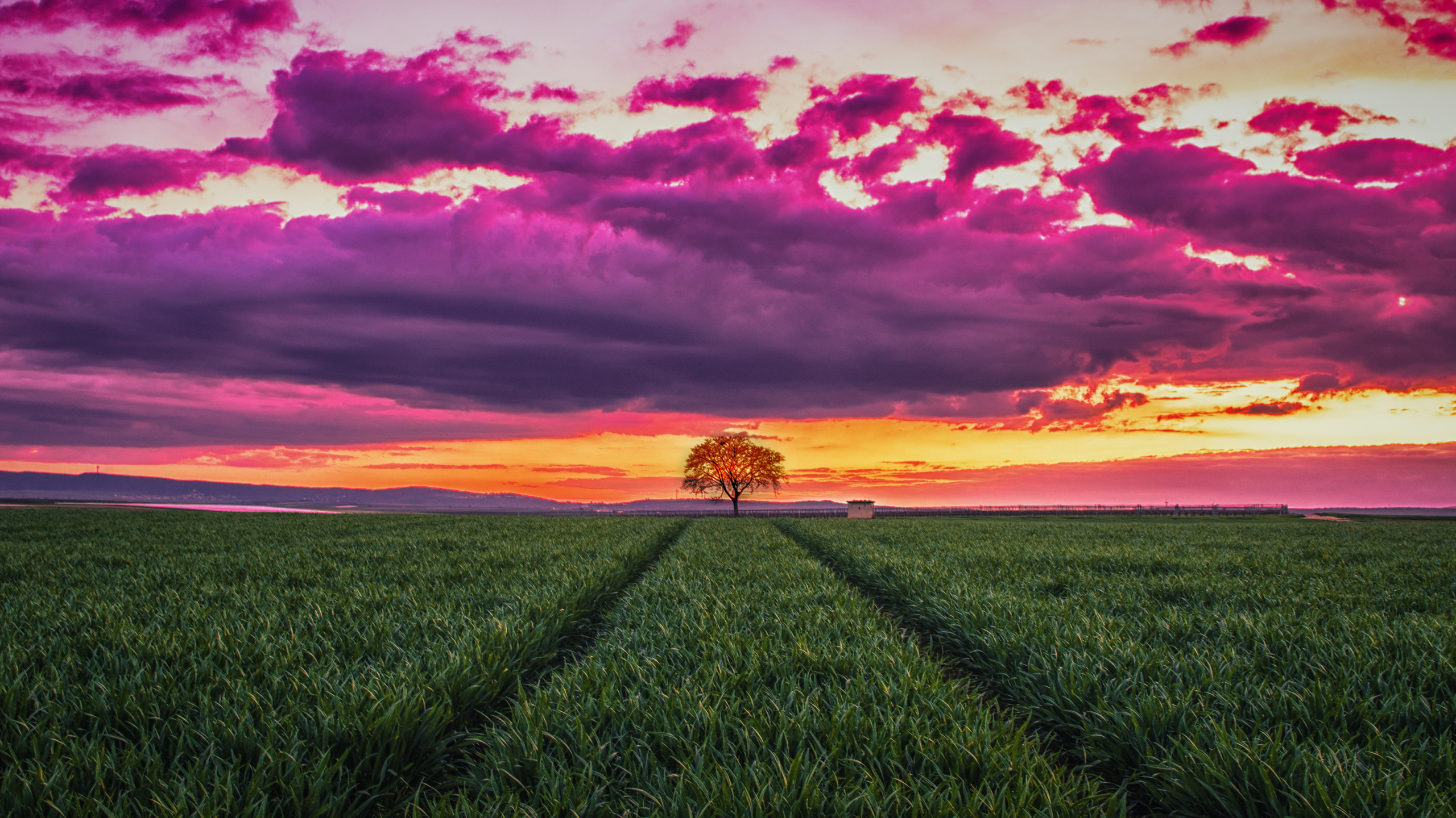 2560x1440 Tree In The Field 1440p Resolution Wallpaper Hd Nature 4k