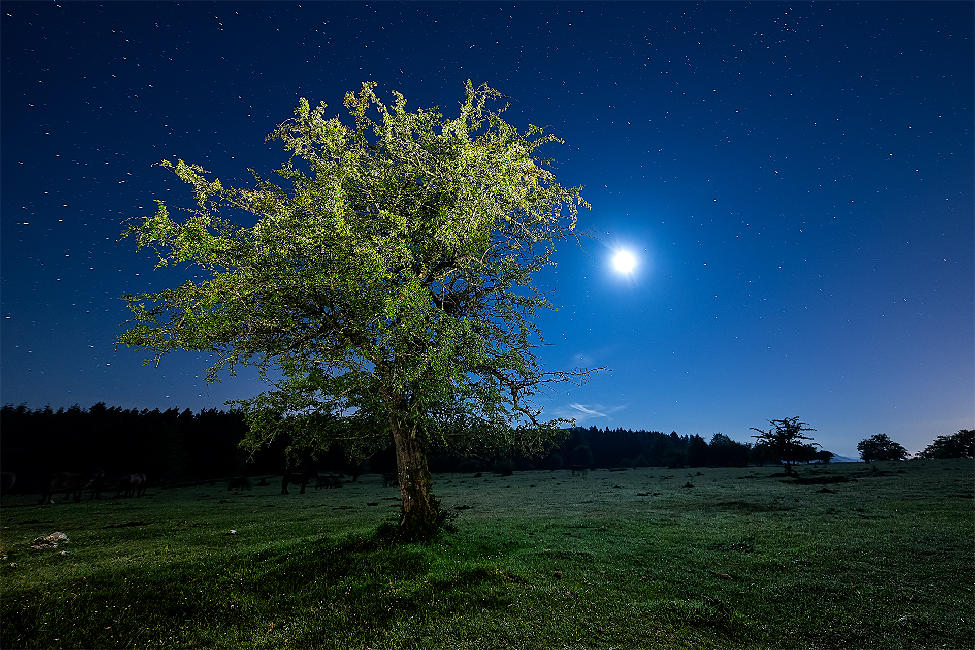 tree, night, starry sky Wallpaper, HD Nature 4K Wallpapers, Images