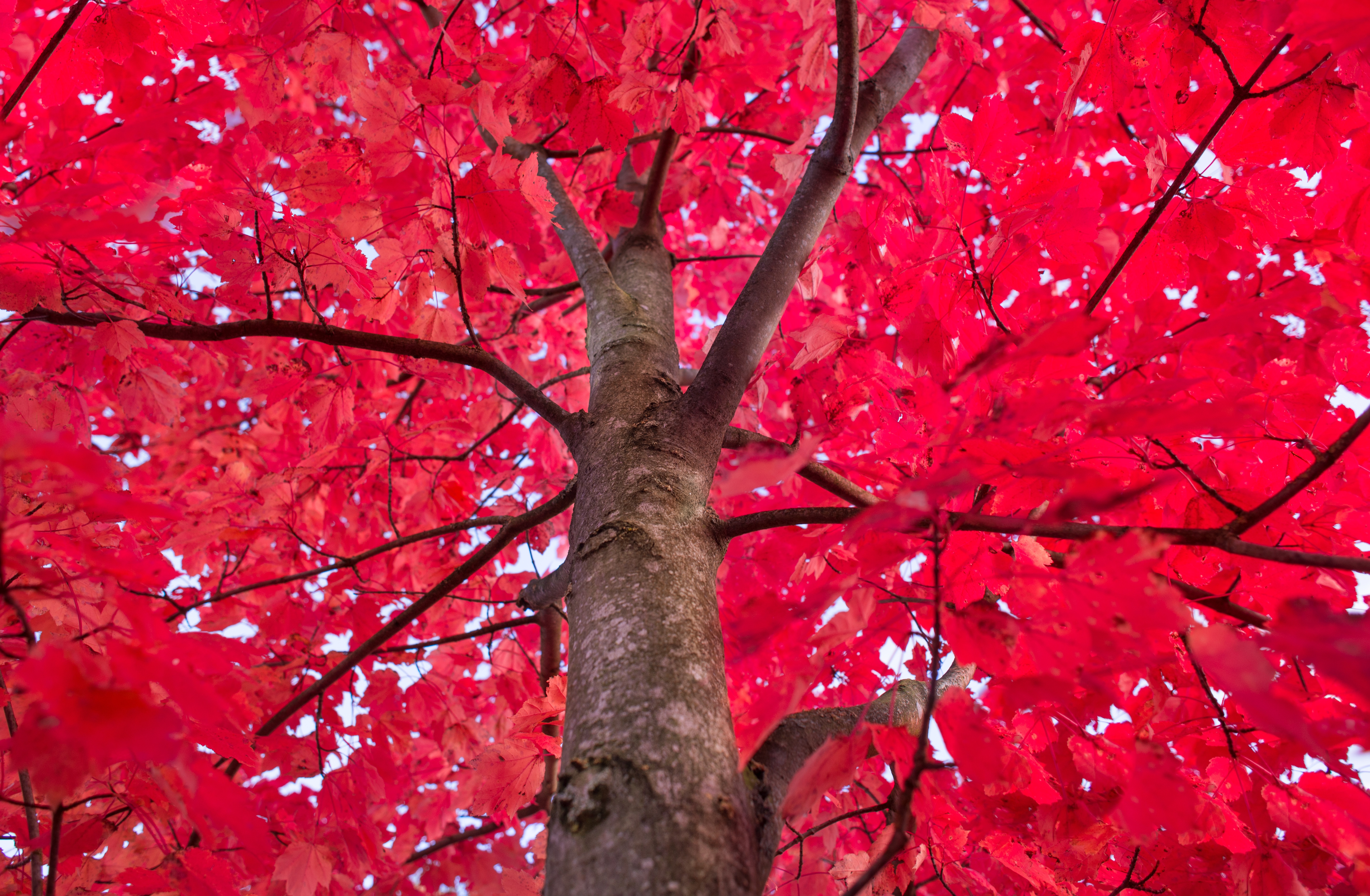 tree, red, branches Wallpaper, HD Nature 4K Wallpapers, Images and