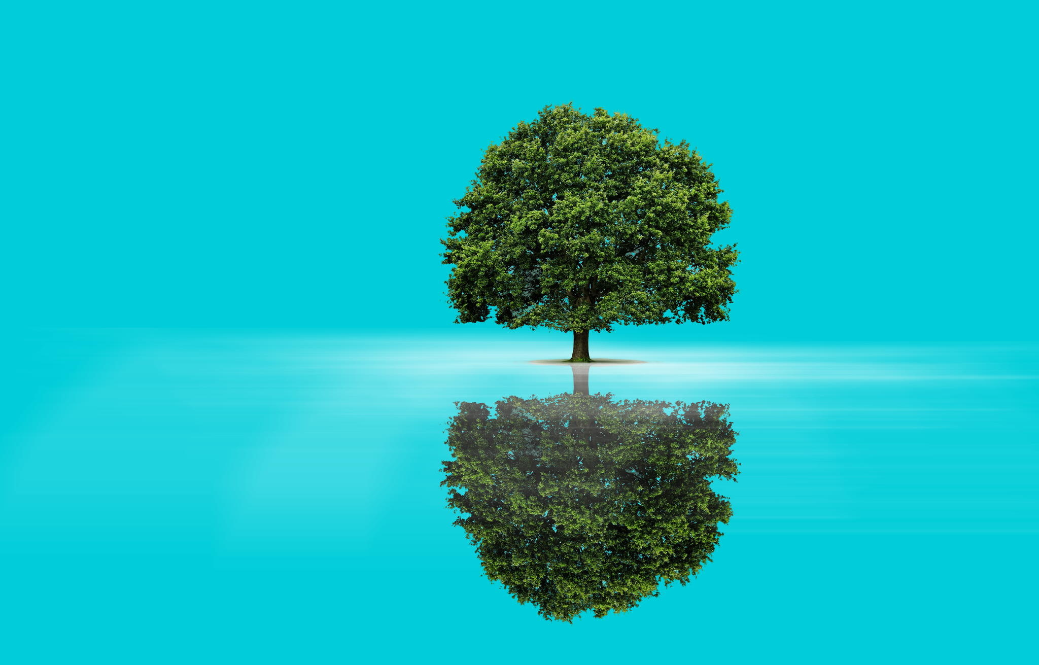 tree, reflection, background Wallpaper, HD Nature 4K Wallpapers, Images