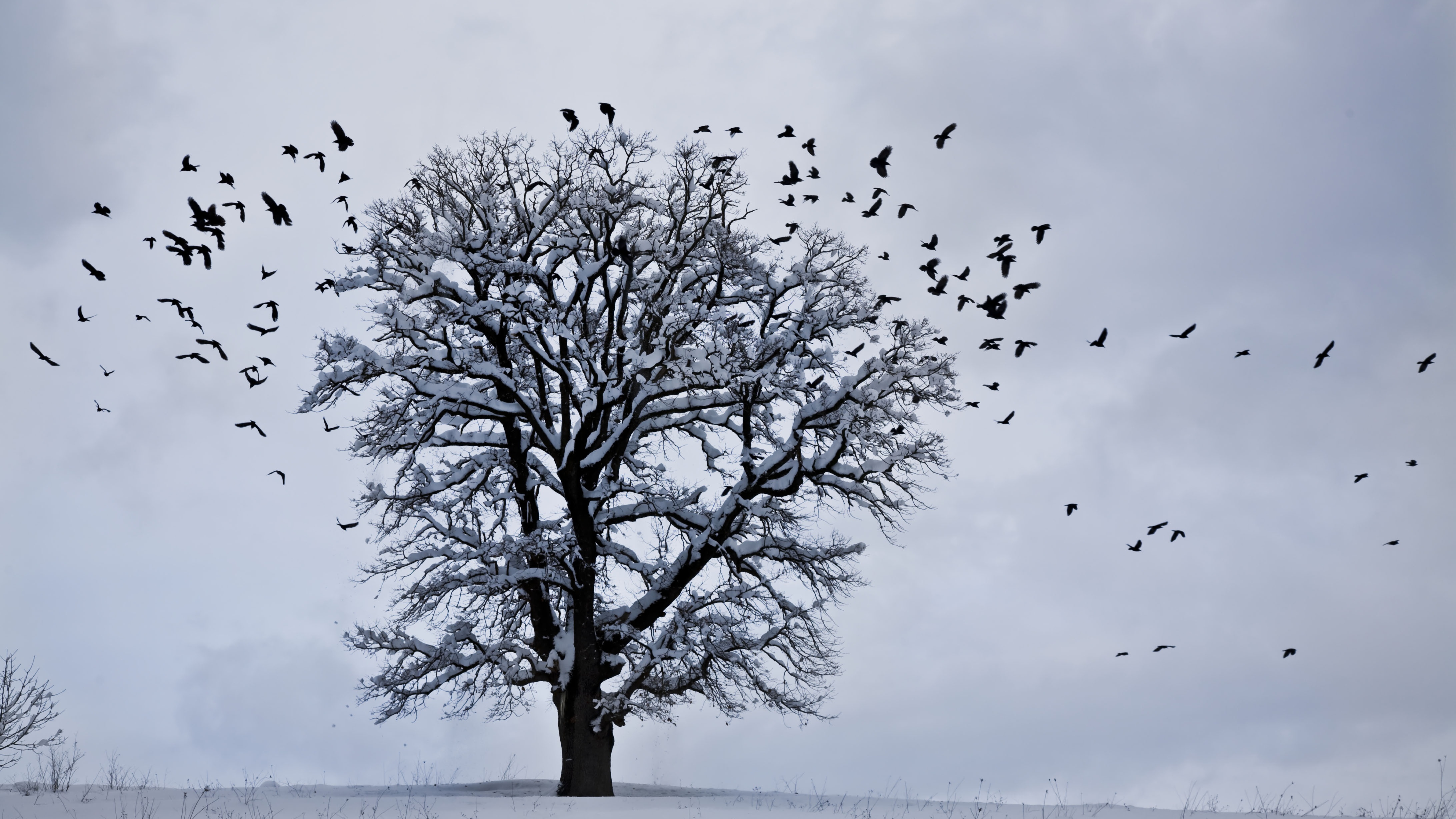 7680x4320 tree, winter, birds 8K Wallpaper, HD Nature 4K Wallpapers,  Images, Photos and Background - Wallpapers Den