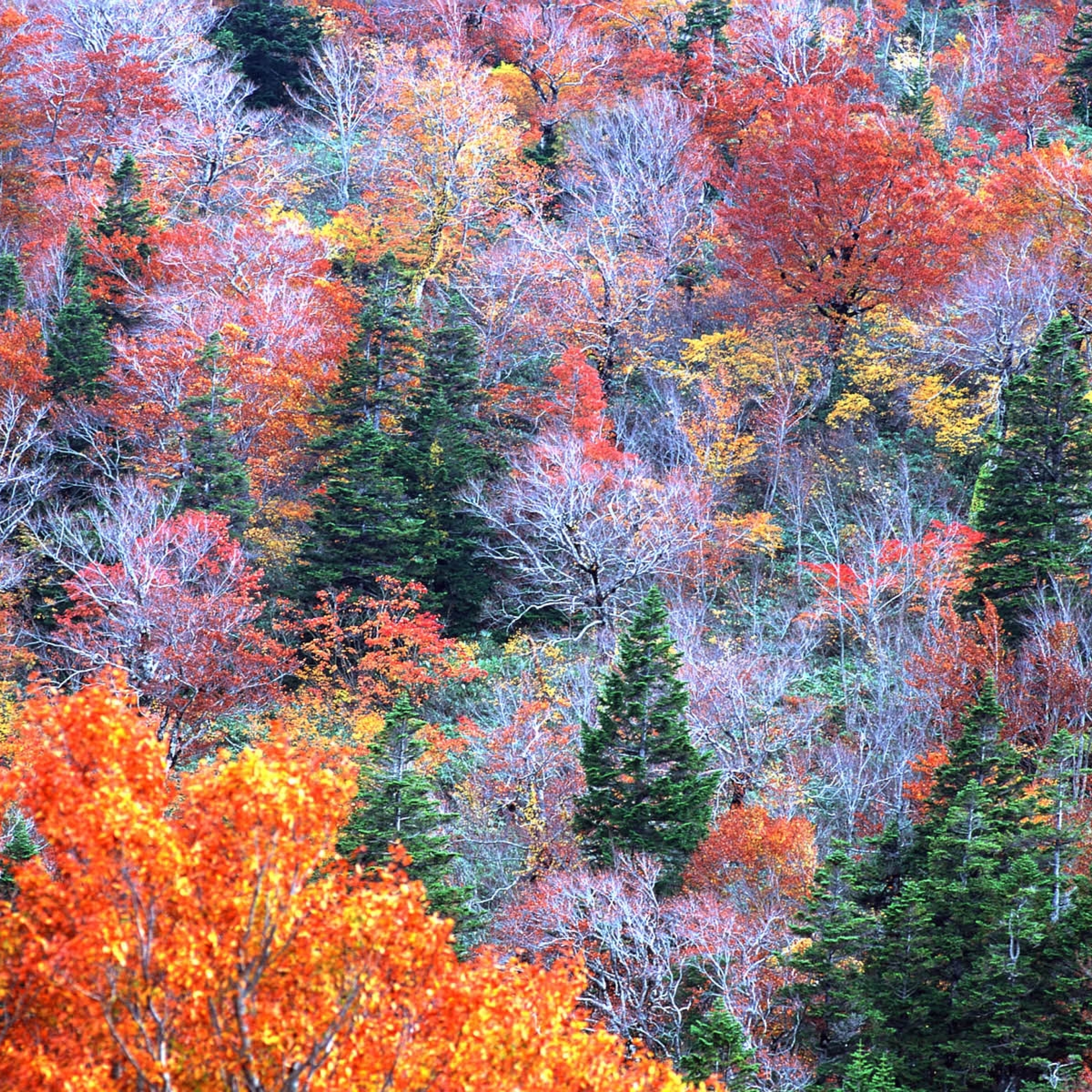 Осенний лес очень красивые