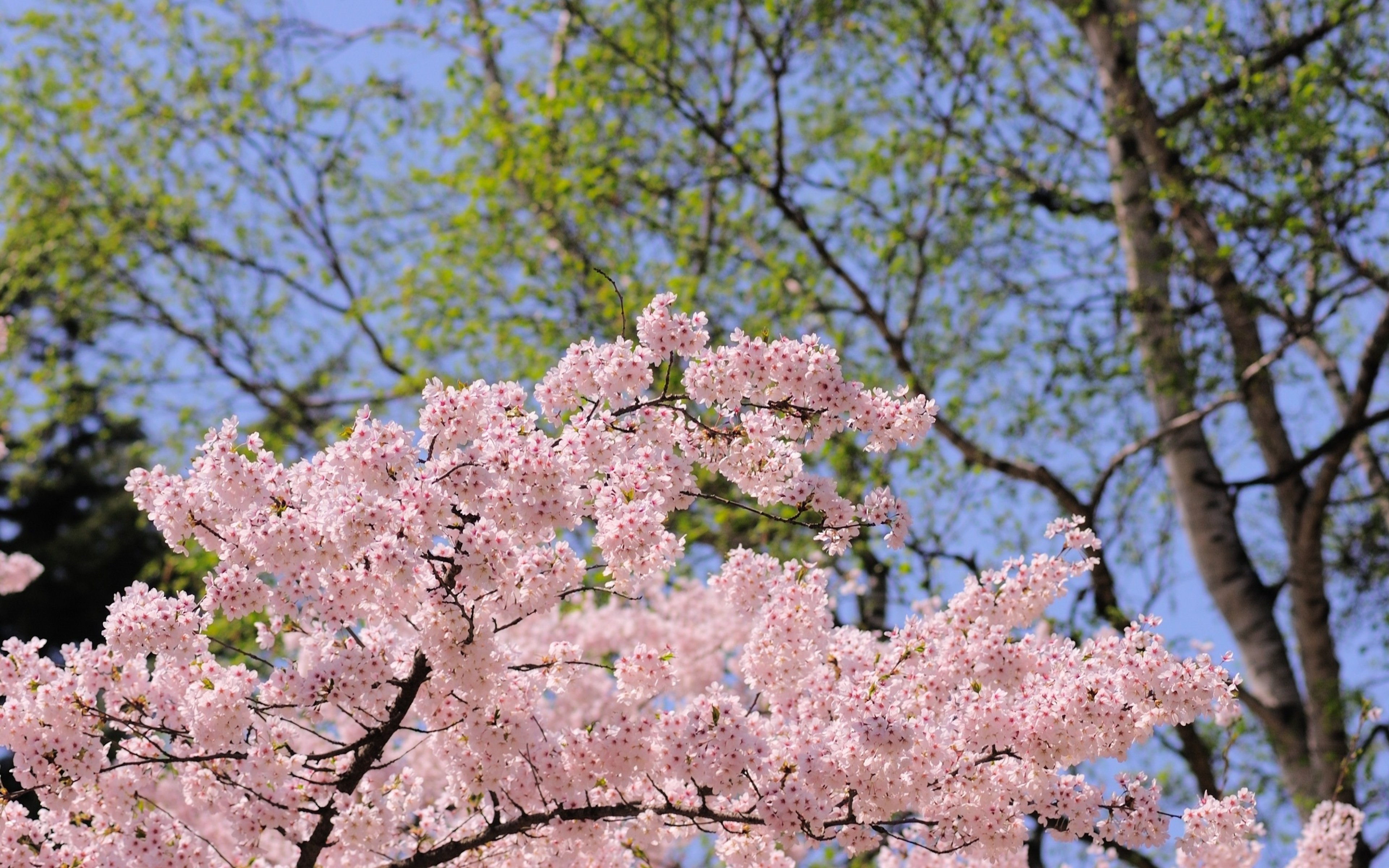Sakura blossom. Акация Сакура.