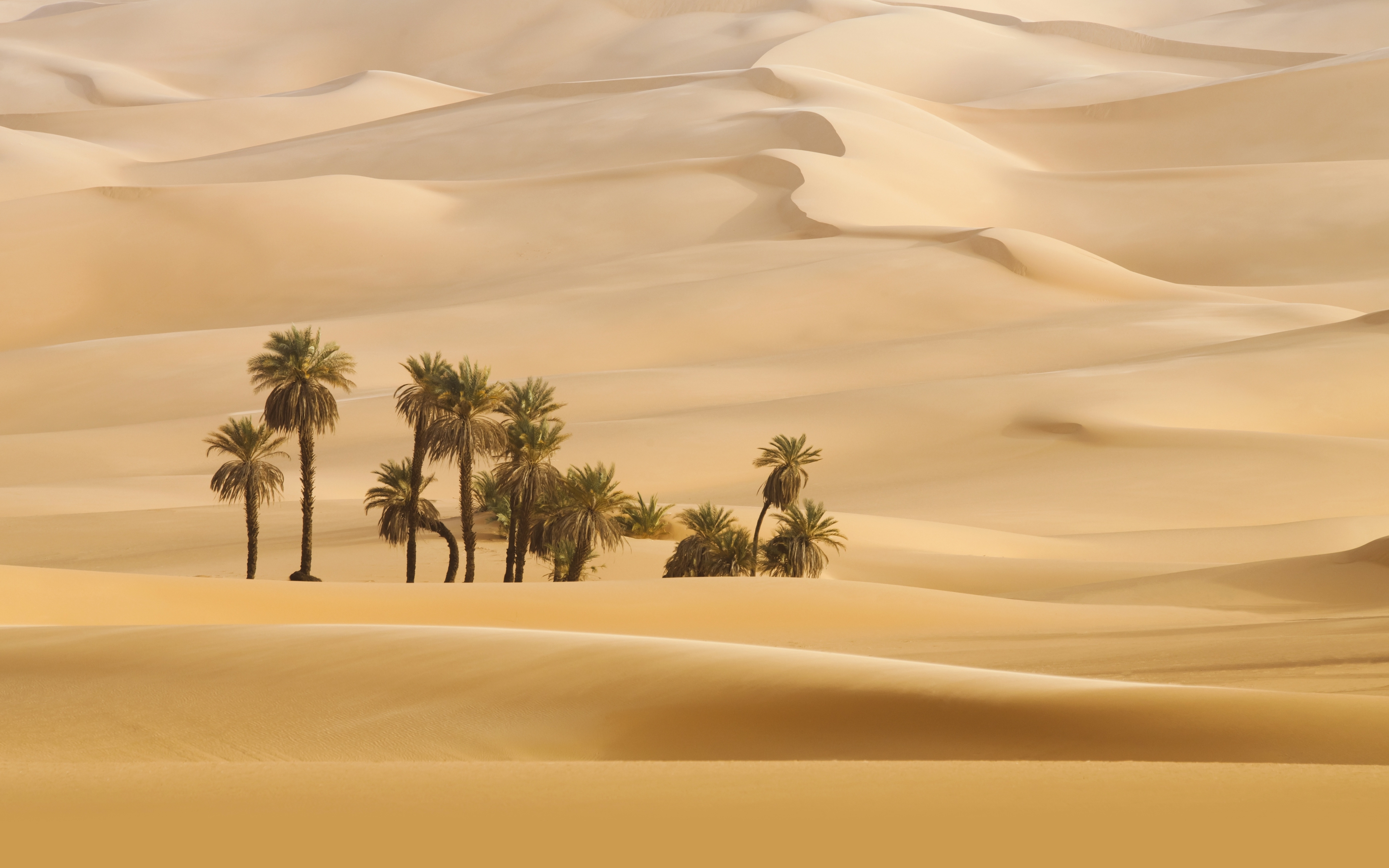 3840x2400 Trees In Desert Dune Photography UHD 4K 3840x2400 Resolution