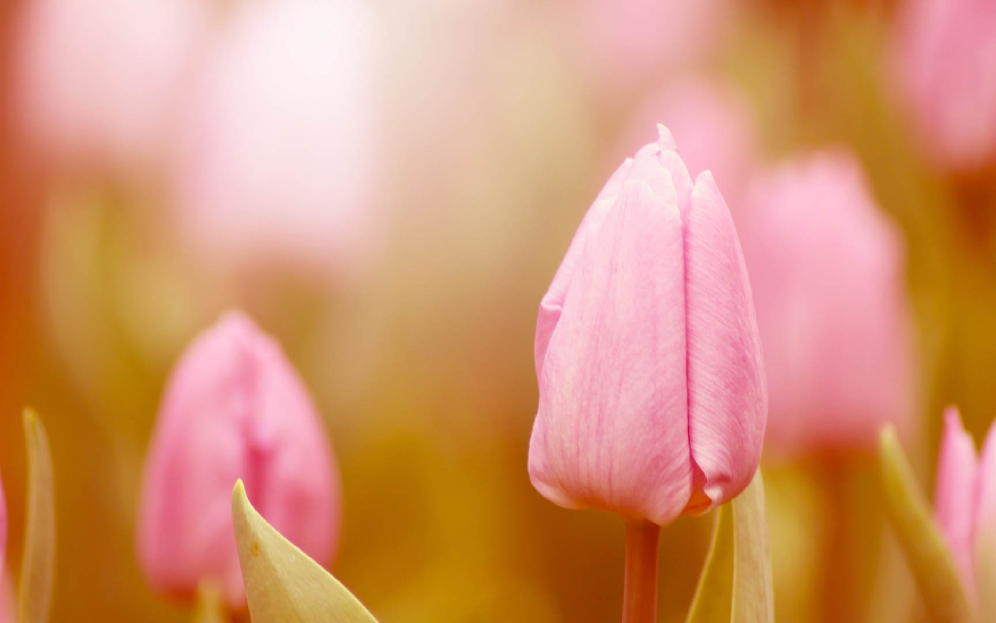 Фон тюльпаны нежный. Розовые тюльпаны. Нежные тюльпаны. Весенние тюльпаны.