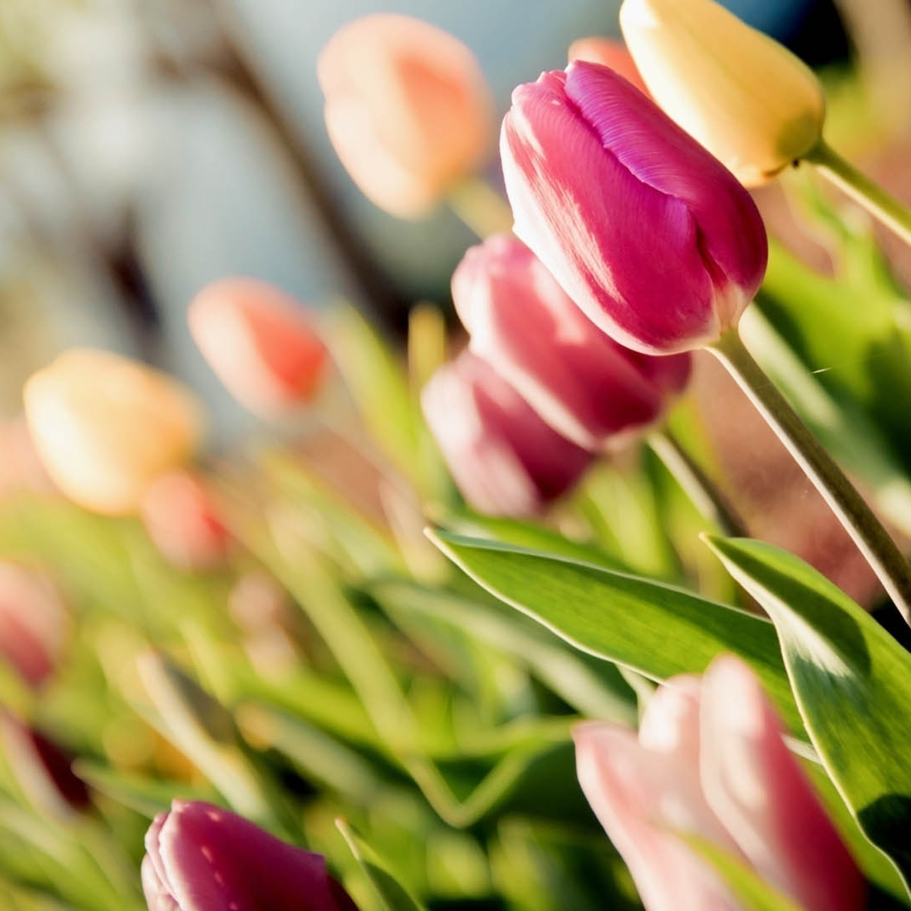 Тюльпаны слоганы. Цветы тюльпаны. Весенние тюльпаны. Тюльпаны разных цветов. Тюльпаны макро.