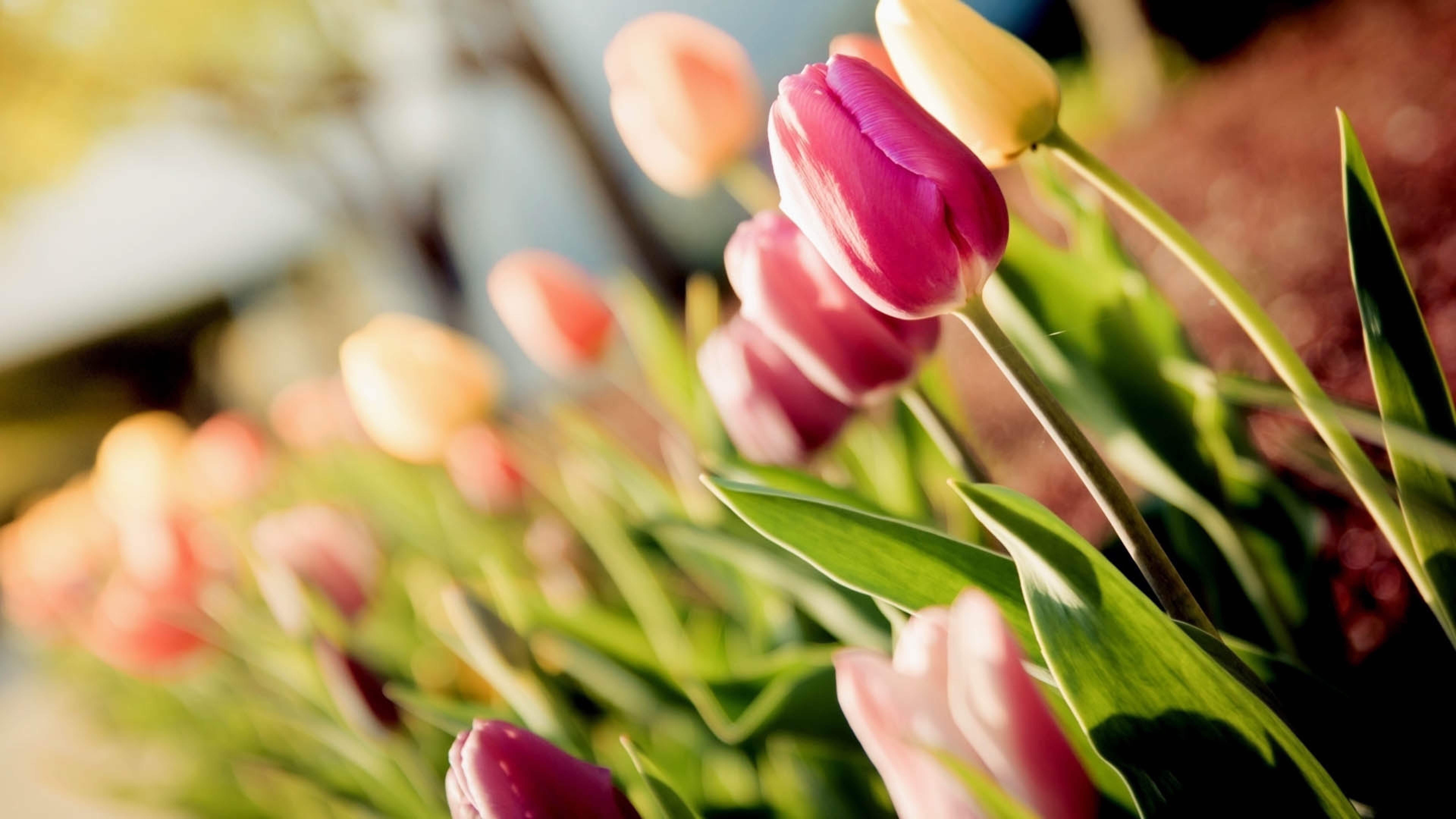 Тюльпаны на рабочий стол телефона. Тюльпан Саманта. Тюльпан Изуми. Samantha тюльпан. Весенние цветы тюльпаны.