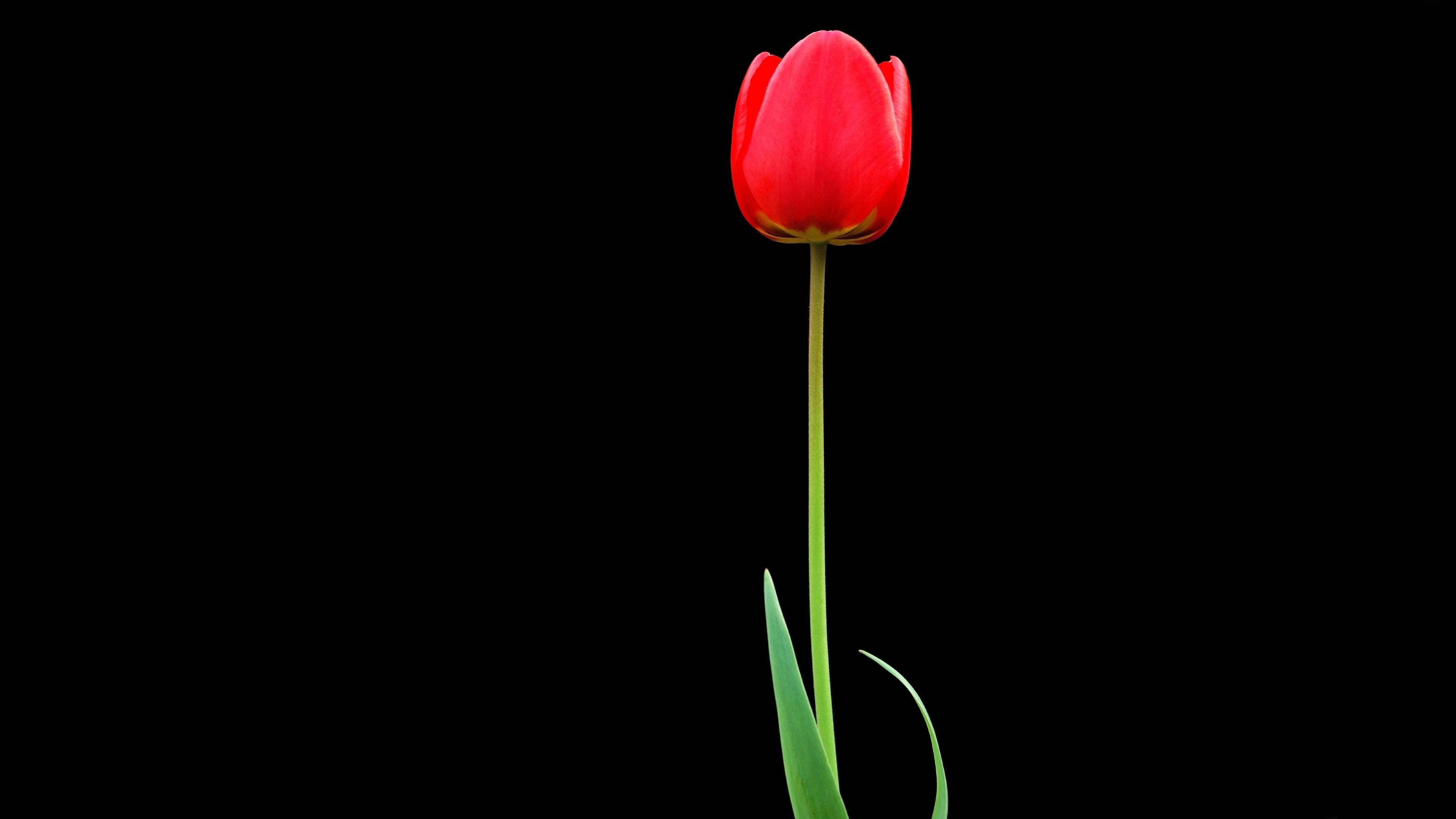 tulip, red, flower Wallpaper, HD Flowers 4K Wallpapers, Images, Photos and  Background - Wallpapers Den