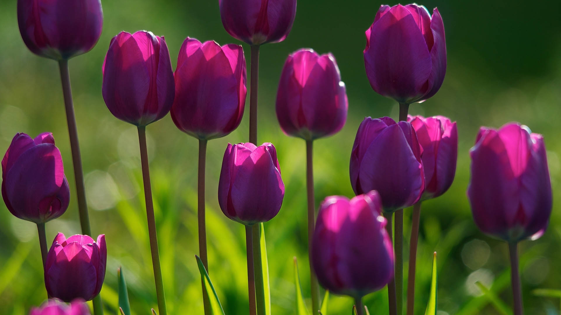 Tulips Flowers Flowering Wallpaper Hd Flowers K Wallpapers Images And Background