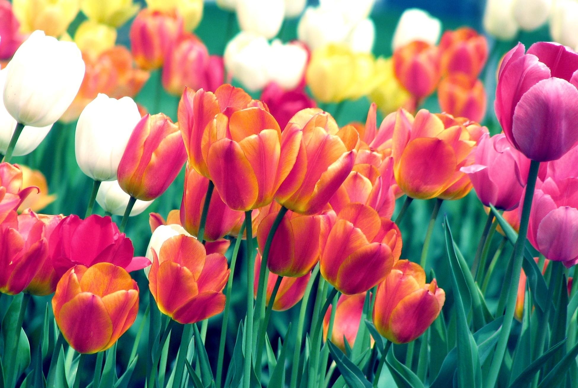 tulips, flowers, spring Wallpaper, HD Flowers 4K Wallpapers, Images ...