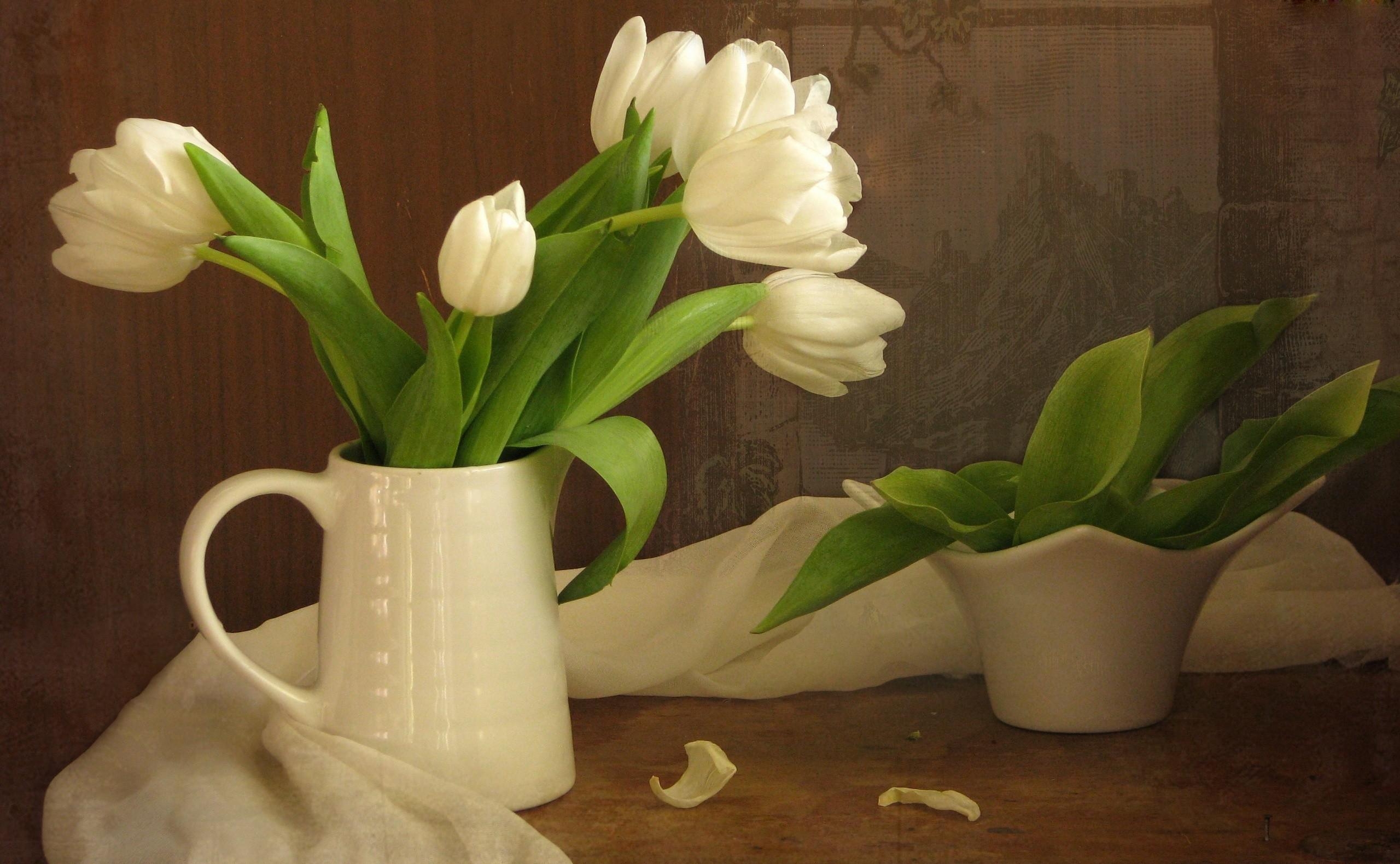 White Tulip Flower Wallpaper