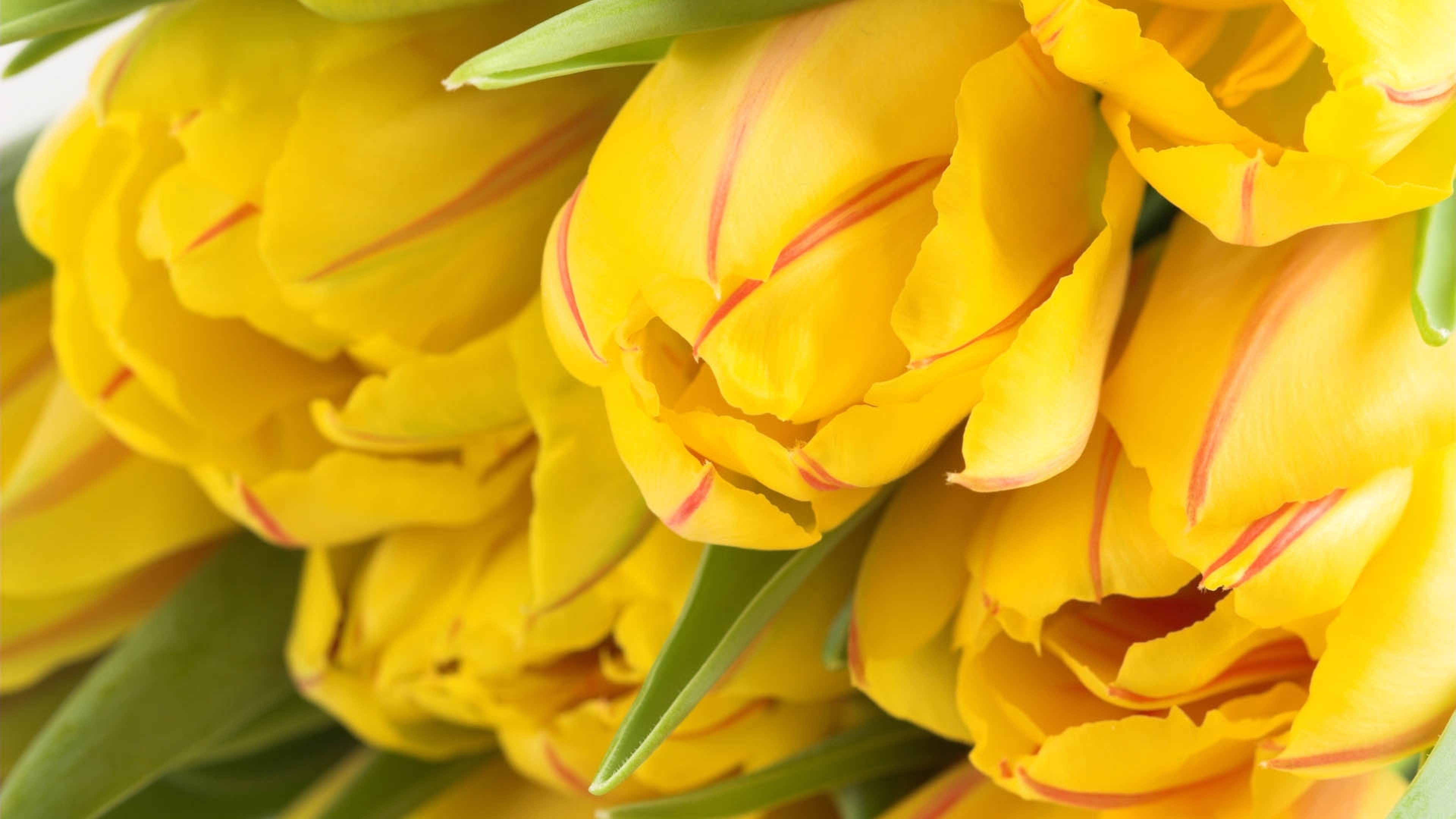 Обои с тюльпанами на телефон. Йеллоу Флауэр. Желтые полумахровые тюльпаны. Желтые тюльпаны. Жёлтый цветок.
