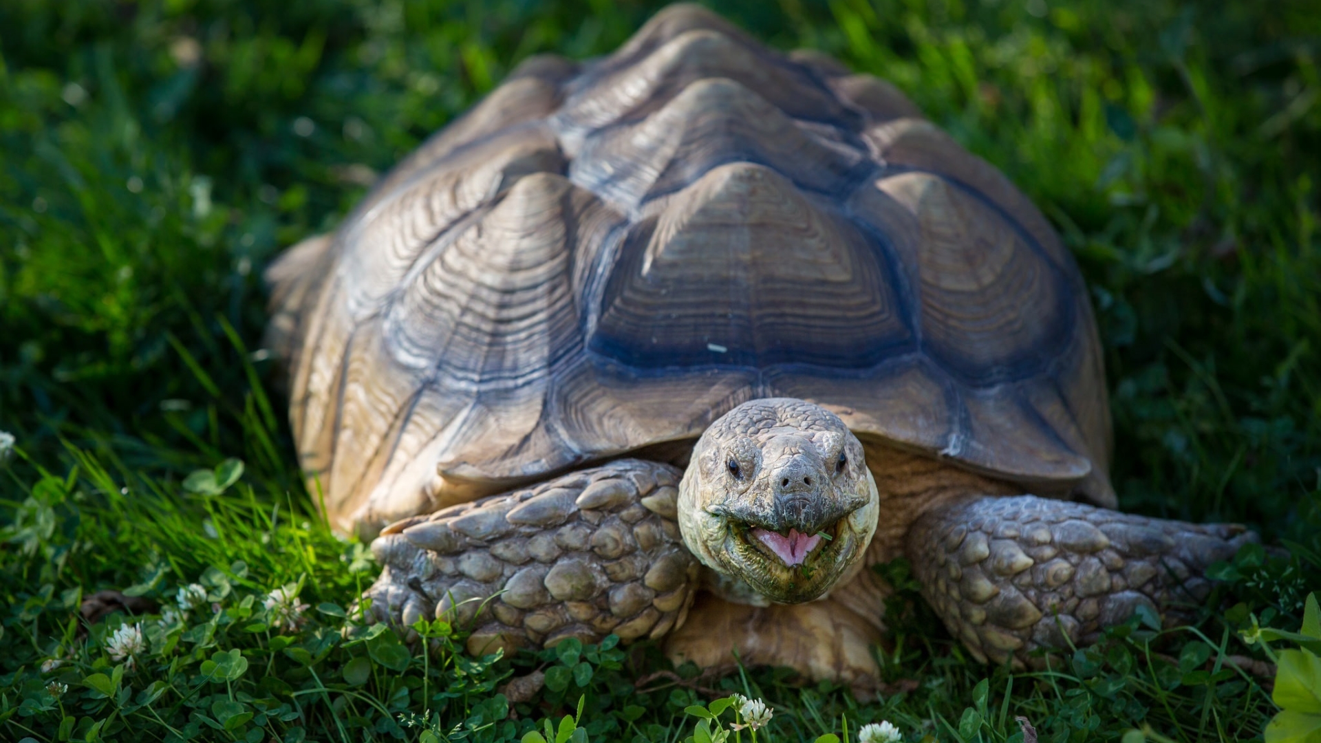 1920x1080 turtle, clover, shell 1080P Laptop Full HD Wallpaper, HD