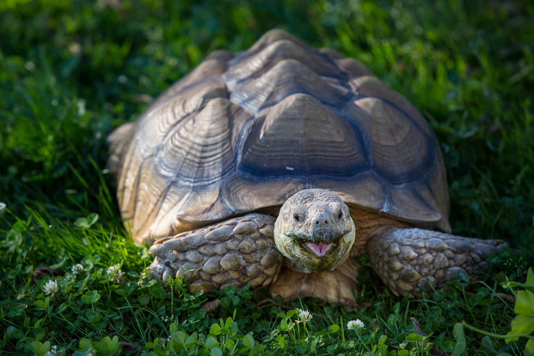 Черепахи весной. Прудовая черепаха Ривза. Дермохелис черепаха. Большая сухопутная черепаха. Комодская черепаха.