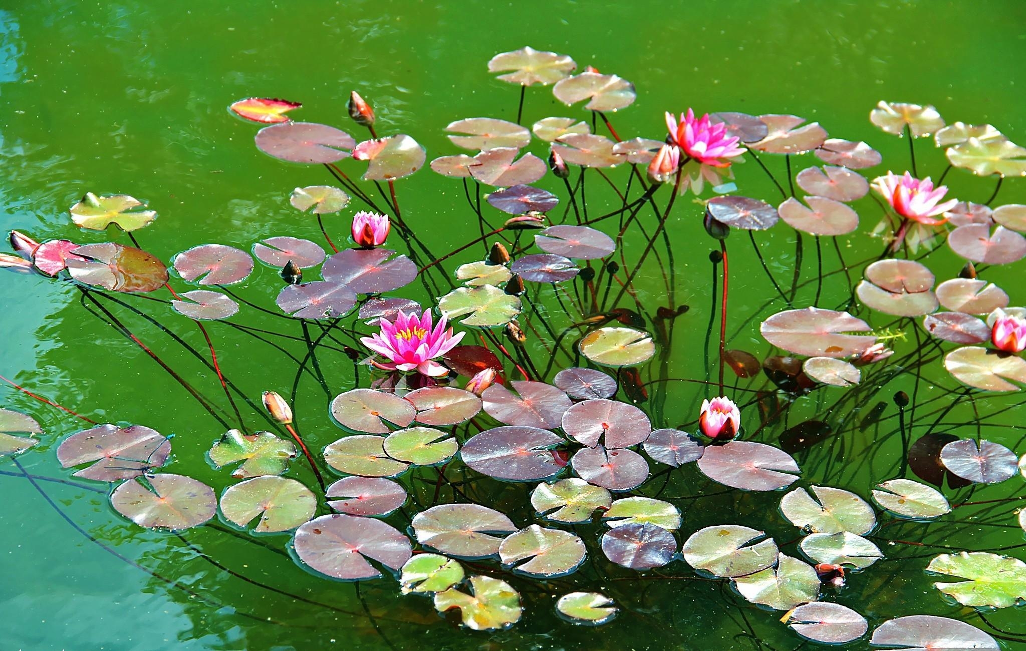 1080x2280 water lilies, water, herbs One Plus 6,Huawei p20,Honor view  10,Vivo y85,Oppo f7,Xiaomi Mi A2 Wallpaper, HD Flowers 4K Wallpapers,  Images, Photos and Background - Wallpapers Den