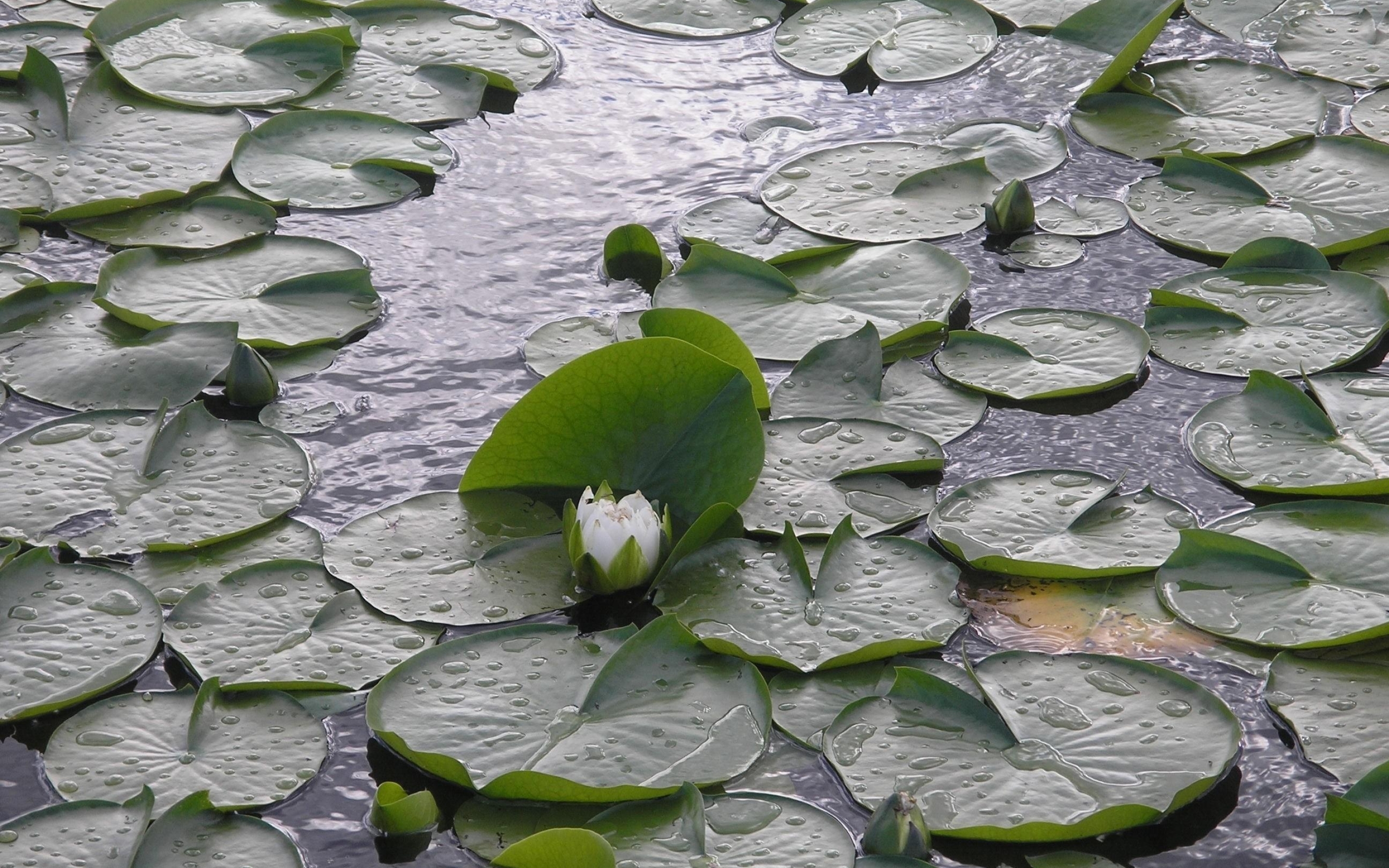 Водная 6. Кувшинка. Река с кувшинками. Водяные листья. Болото с кувшинками.