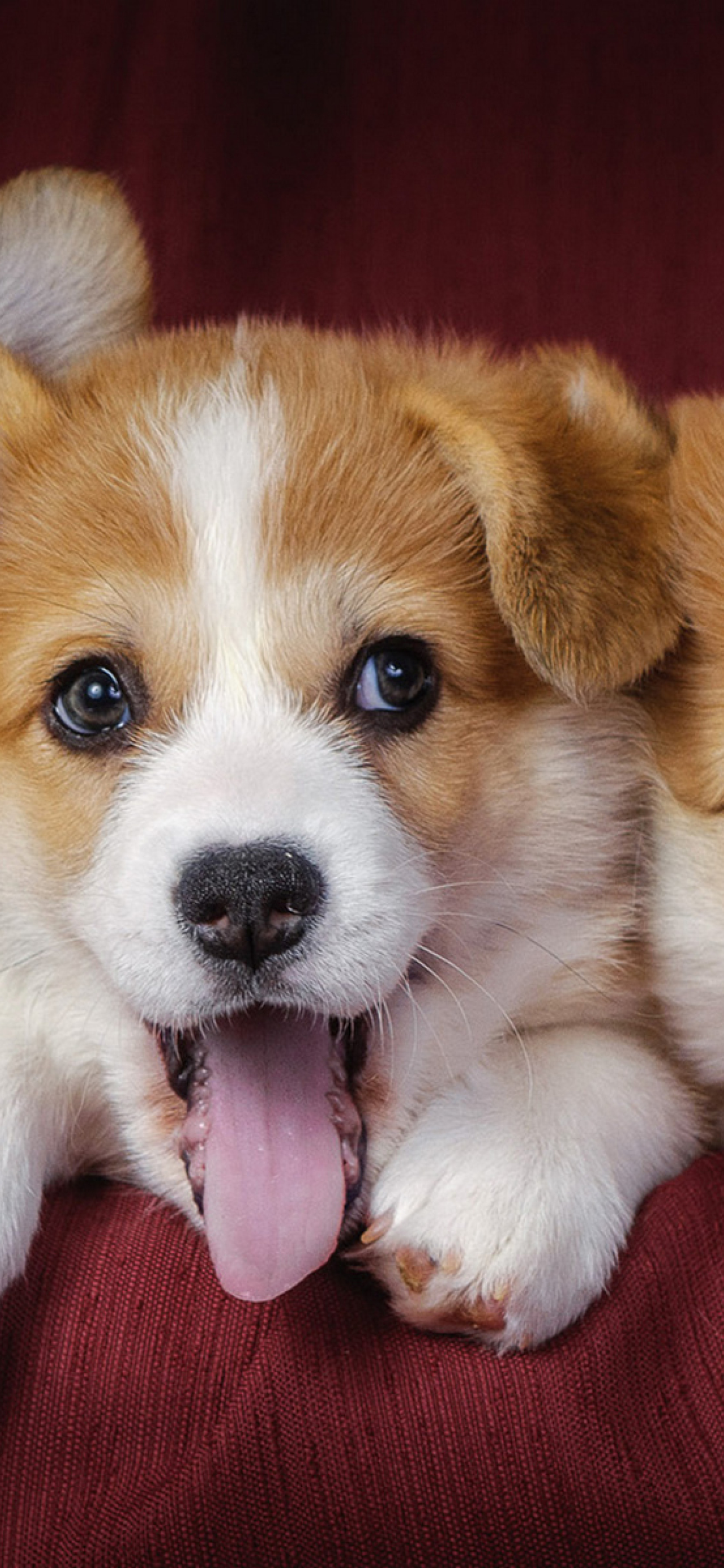 1242x2688 welsh corgi, puppies, dogs Iphone XS MAX Wallpaper, HD Animals 4K  Wallpapers, Images, Photos and Background - Wallpapers Den