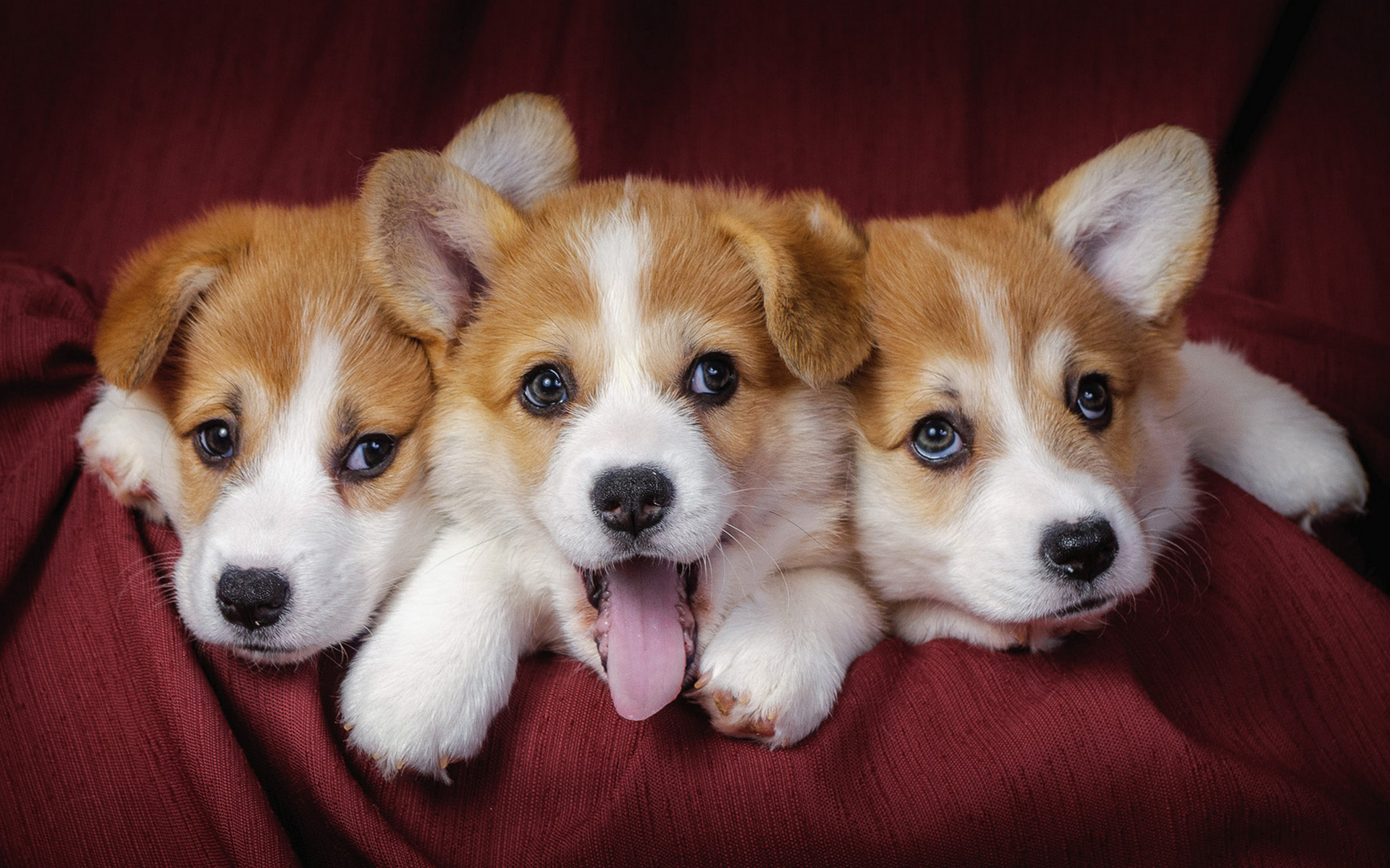 1536x2048 welsh corgi, puppies, dogs 1536x2048 Resolution Wallpaper, HD  Animals 4K Wallpapers, Images, Photos and Background - Wallpapers Den