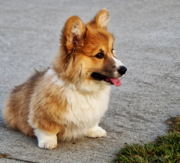360x325 welsh corgi, puppy, dog 360x325 Resolution Wallpaper, HD Animals 4K  Wallpapers, Images, Photos and Background - Wallpapers Den