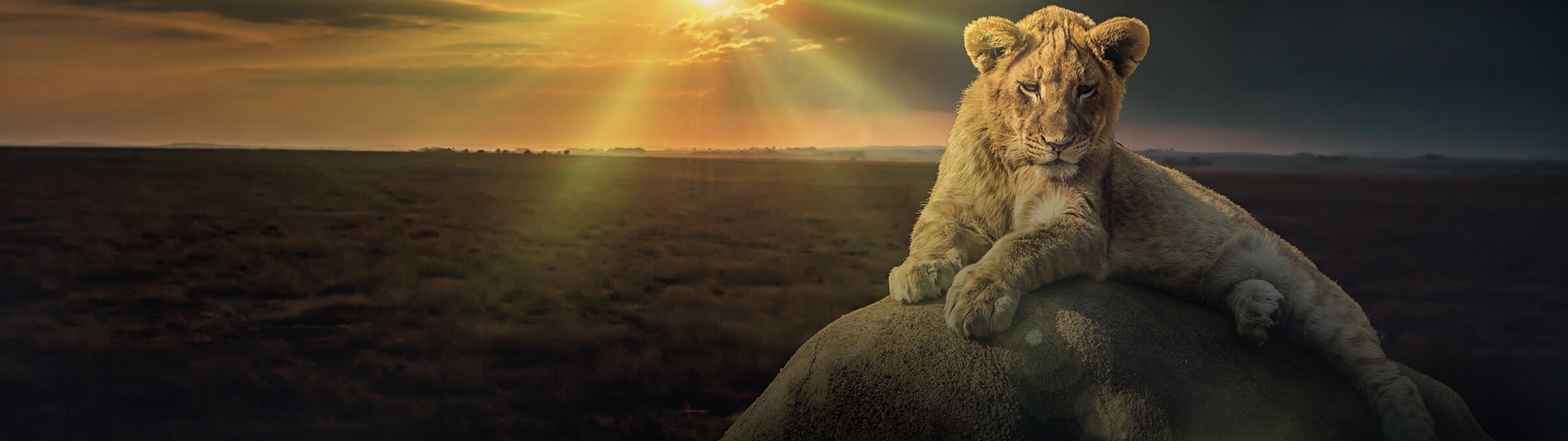 5120x1440 White Lion 5120x1440 Resolution Wallpaper, HD Animals 4K  Wallpapers, Images, Photos and Background - Wallpapers Den