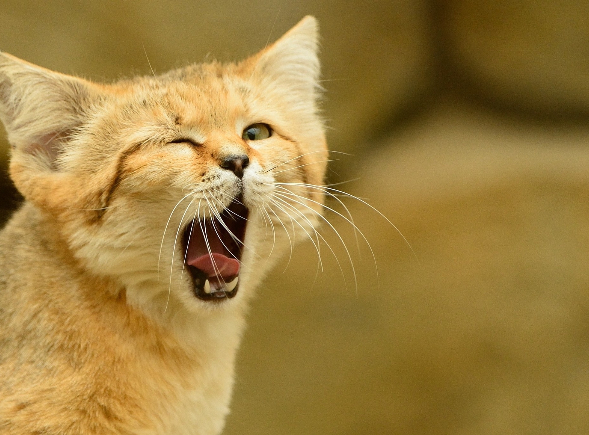 2048x1512 Resolution wild cat, cat sand-dune, sand cat 2048x1512 ...