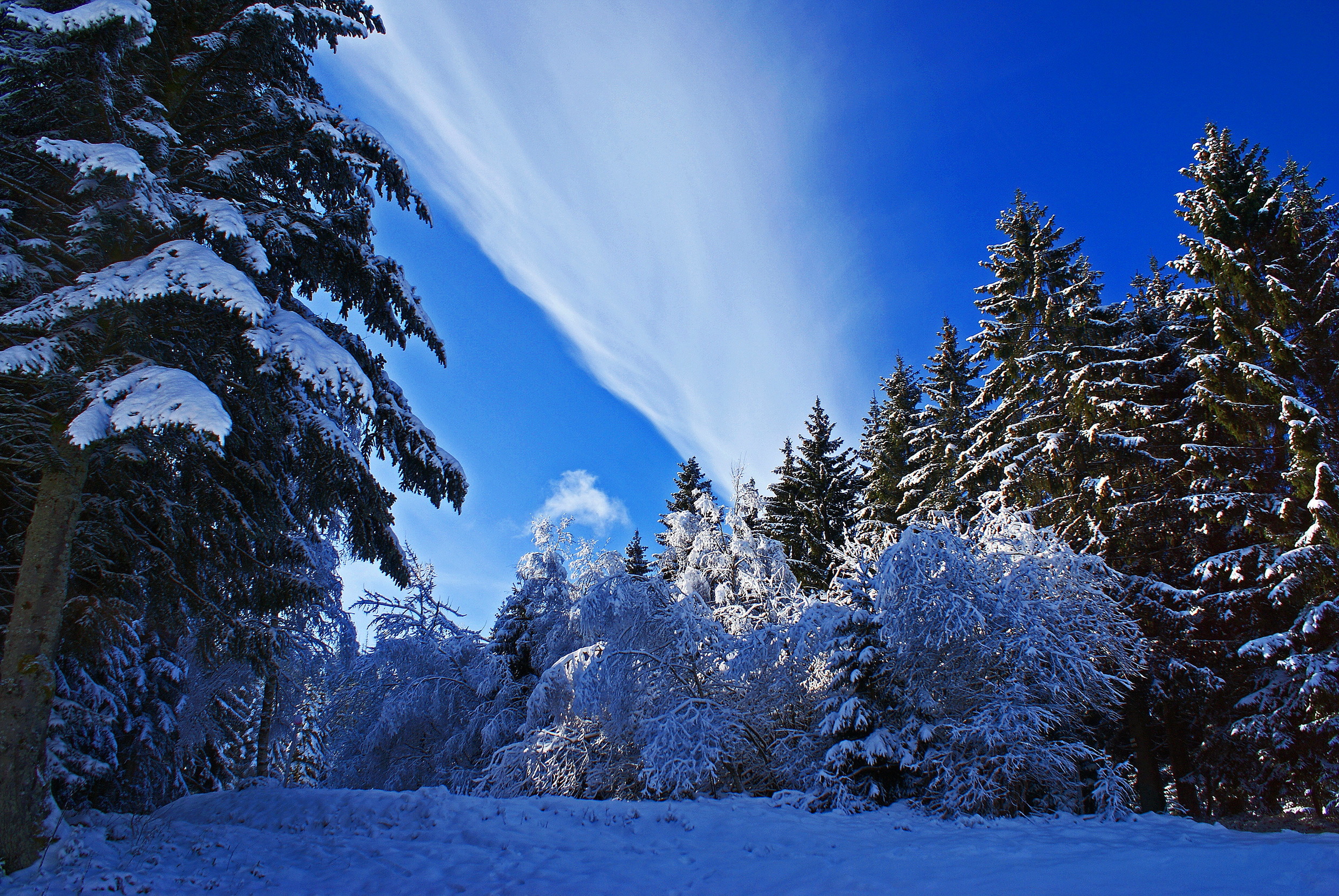 Красота зимнего леса. Зимний лес. Зимняя природа. Красивая зима. Заснеженный лес.