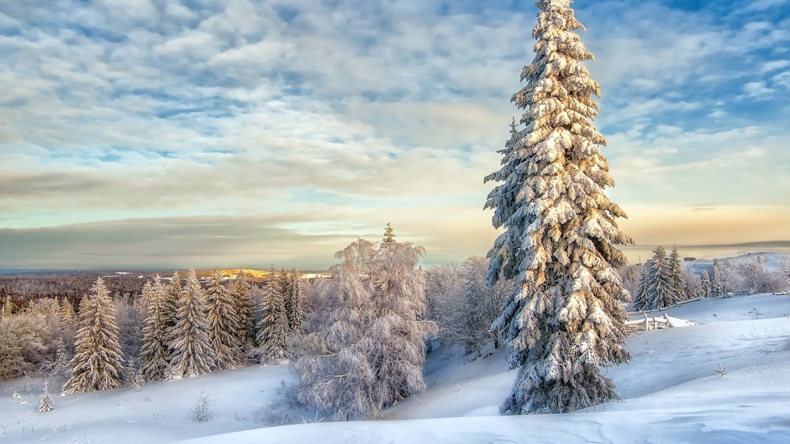 2560x1440 Resolution Winter Landscape with Snow Covered Trees 1440P