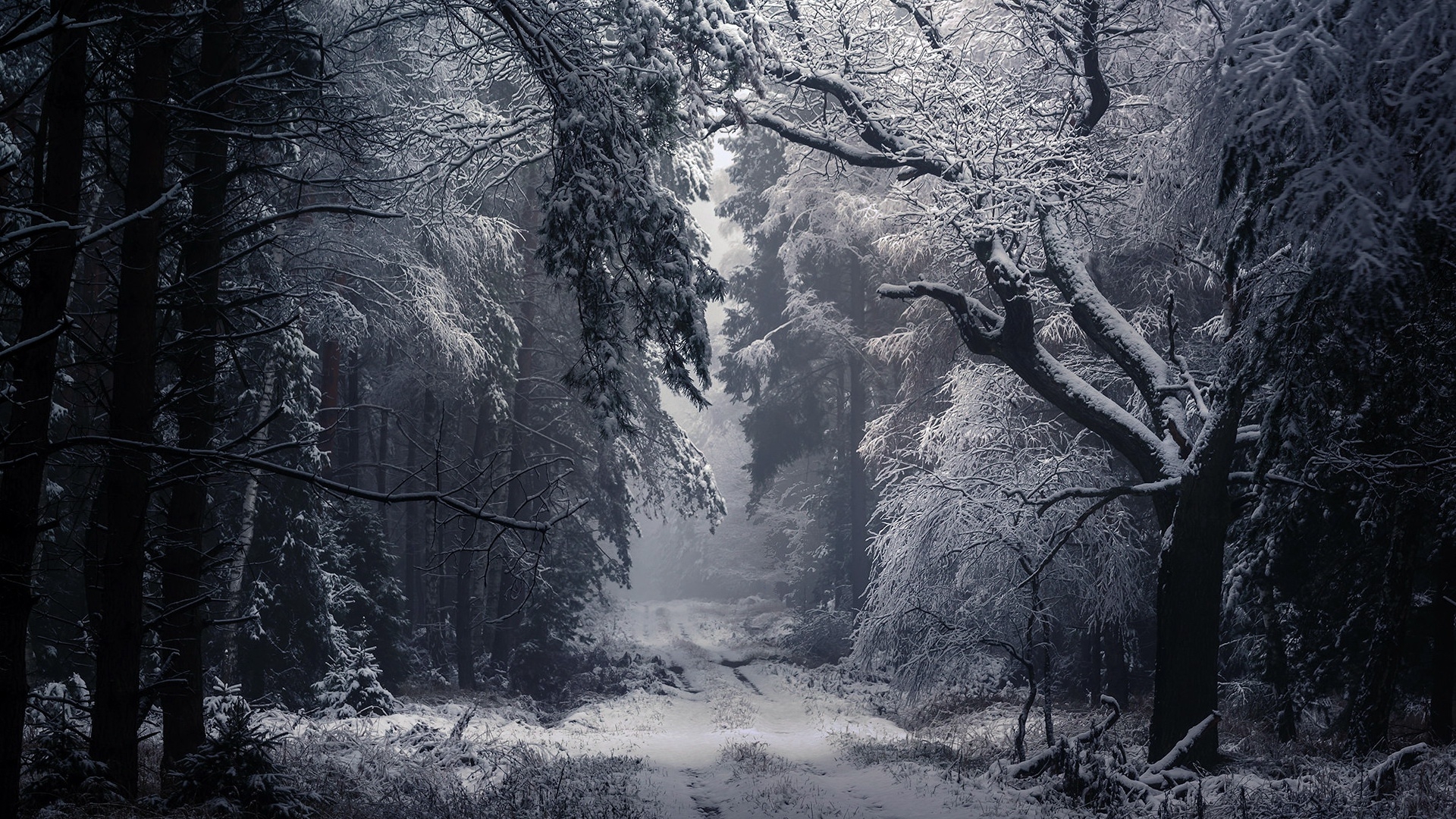 Winter Path HD Wallpaper, HD Nature 4K Wallpapers, Images, Photos and  Background - Wallpapers Den
