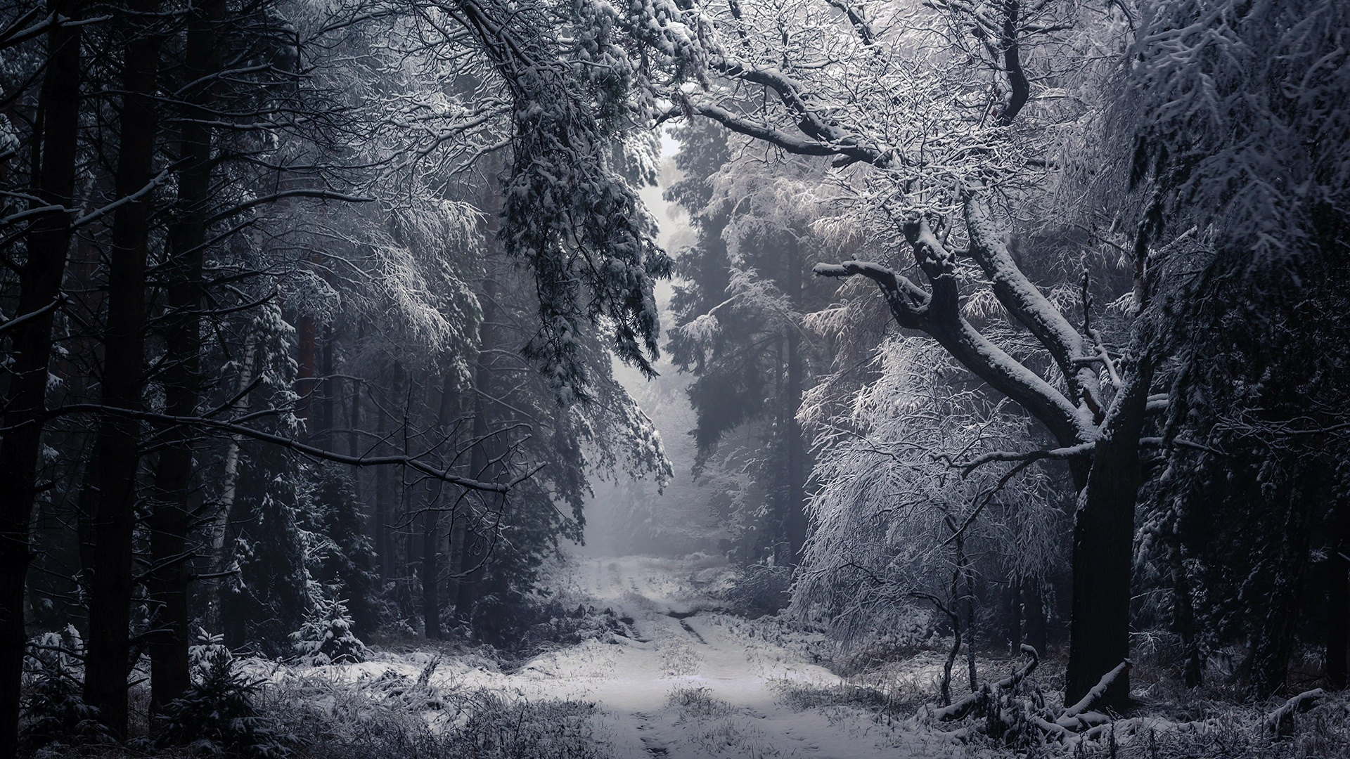 1920x10802019410 Winter Path Hd 1920x10802019410 Resolution Wallpaper