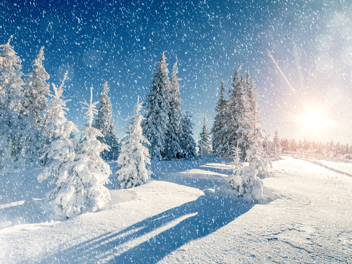 Winter Trees Snow Season, HD 4K Wallpaper