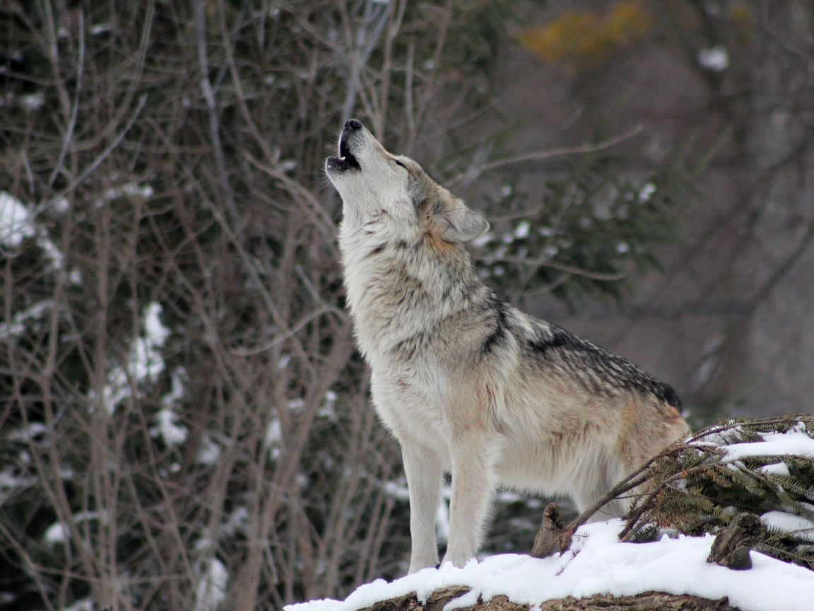 26+ Howling Wolves In Snow Background