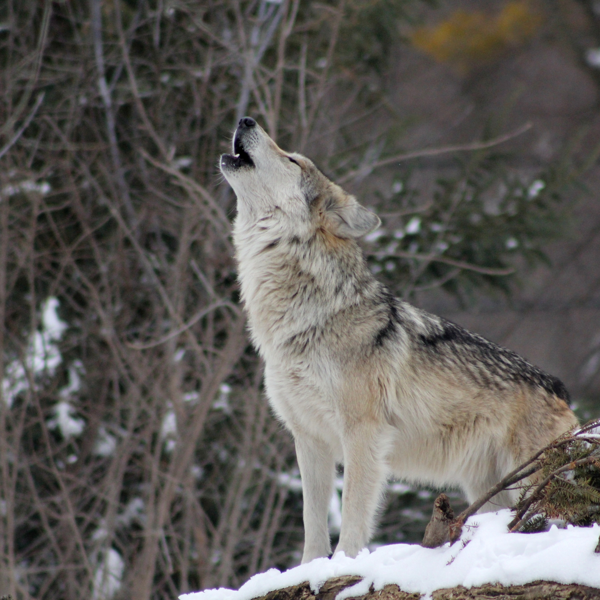 2048x2048 wolf, howling, snow Ipad Air Wallpaper, HD Animals 4K