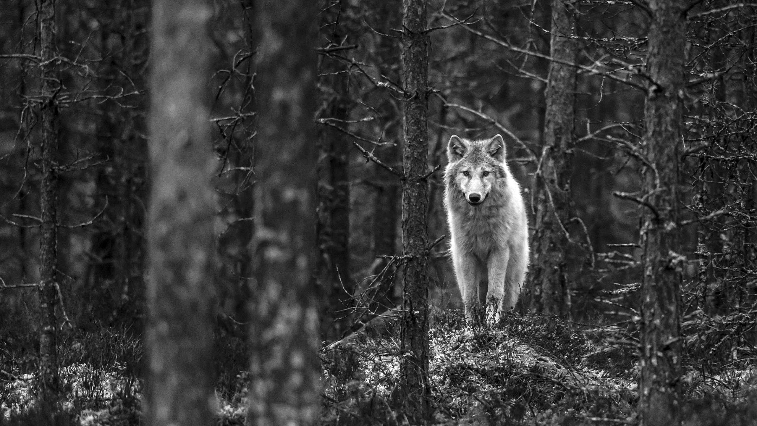 2560x1440 Wolf Walking In Jungle Monochrome 1440p Resolution Wallpaper