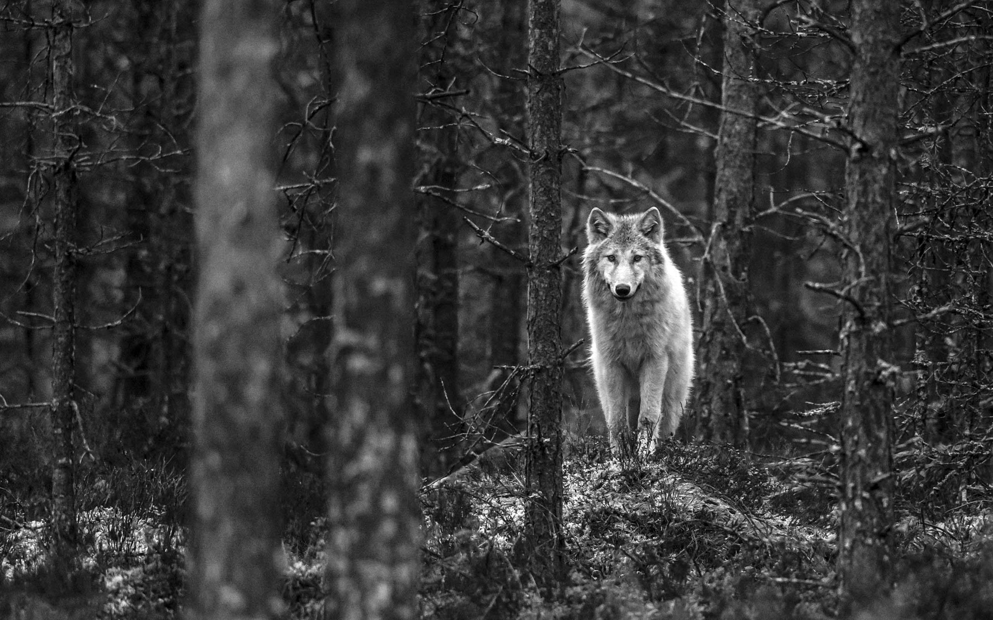 Волк наблюдает. Волк в лесу. Одинокий волк. Белый волк в лесу. Одинокие волки.