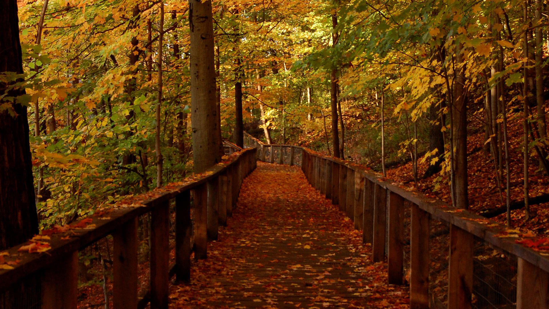 Wood Bridge Forest in Fall Wallpaper, HD Nature 4K Wallpapers, Images,  Photos and Background - Wallpapers Den