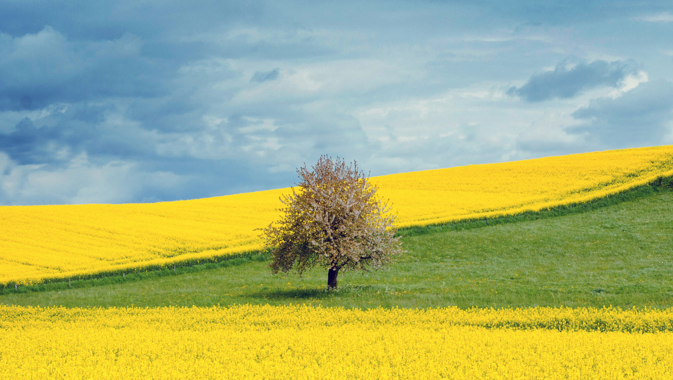 1360x768 Yellow Flower Field Desktop Laptop HD Background ...