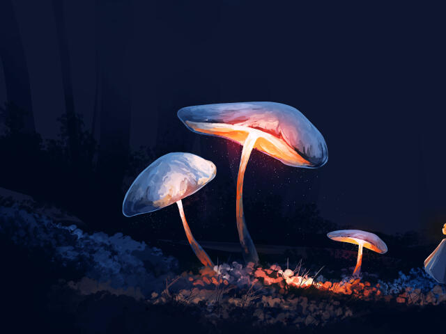 690 Mushroom HD Wallpapers and Backgrounds