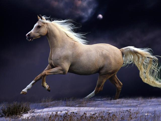 horse, mane, running Wallpaper, HD Animals 4K Wallpapers, Images