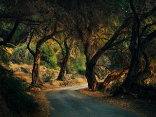4K Forest Road HD Photography wallpaper