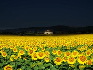 5K Sunflower Field House Wallpaper